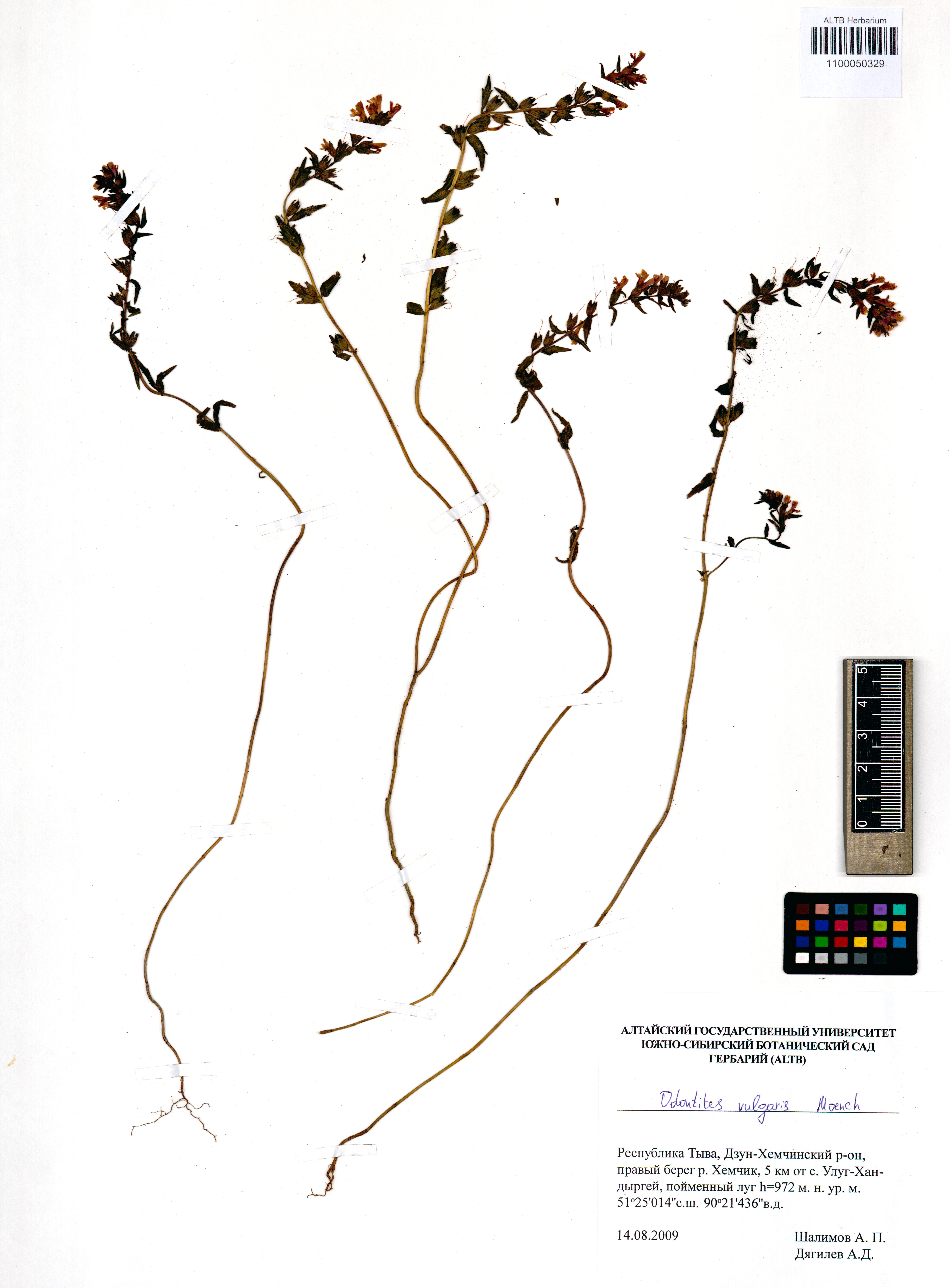 Scrophulariaceae,Odontites vulgaris Moench Scrophulariaceae,Odontites vulgaris Moench