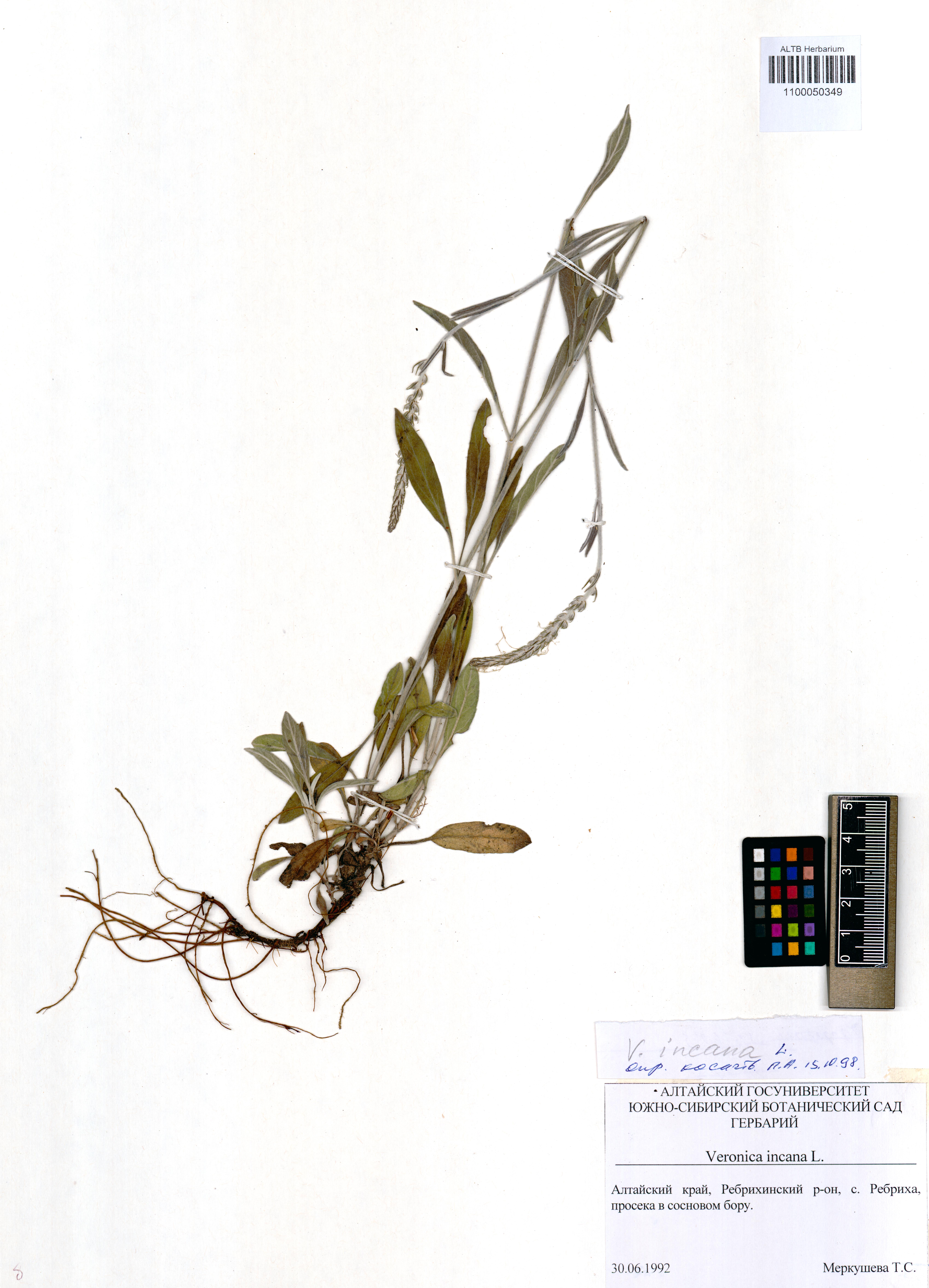 Plantaginaceae,Veronica incana L.