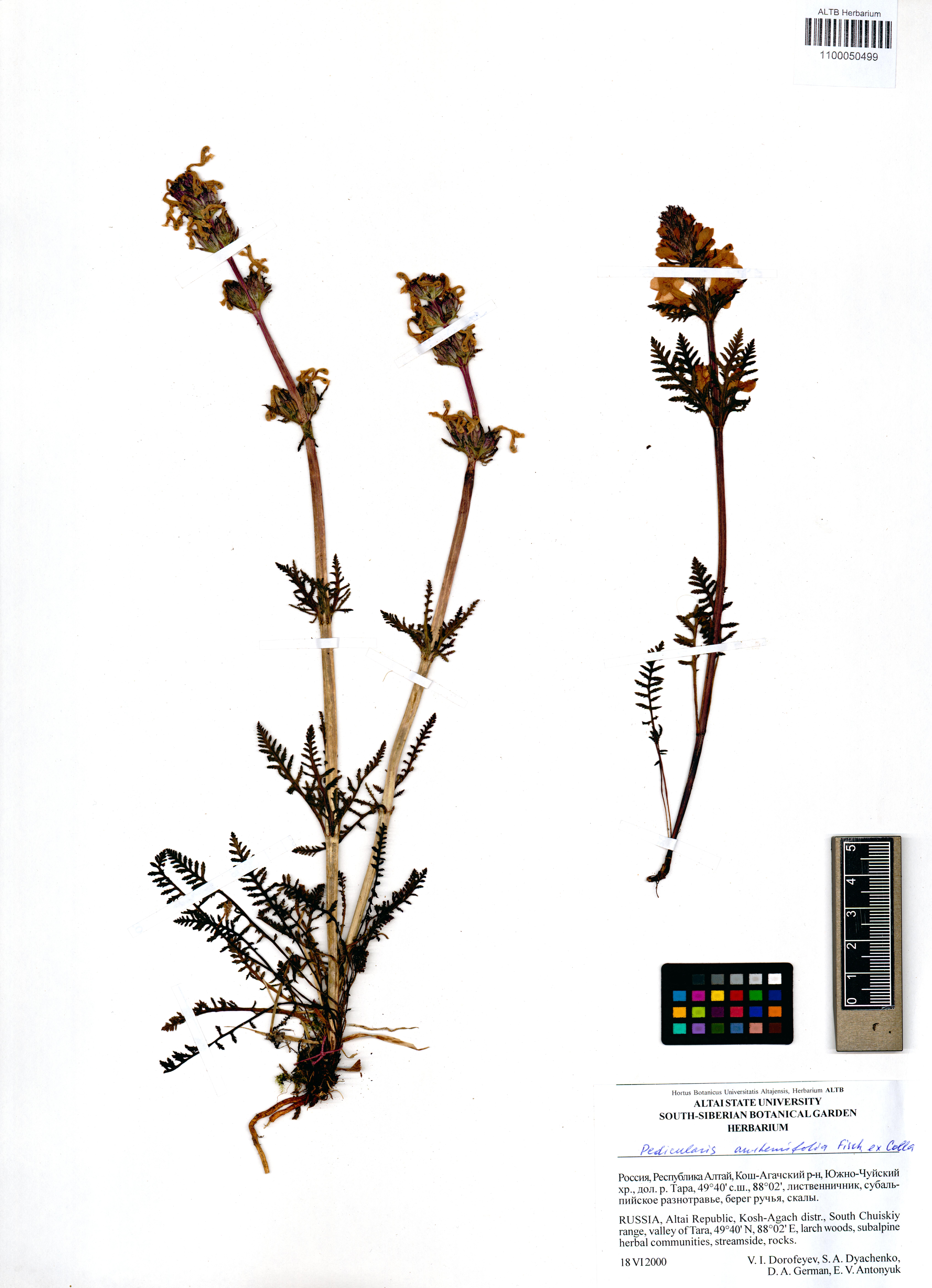 Pedicularis anthemifolia Fisch. ex Colla