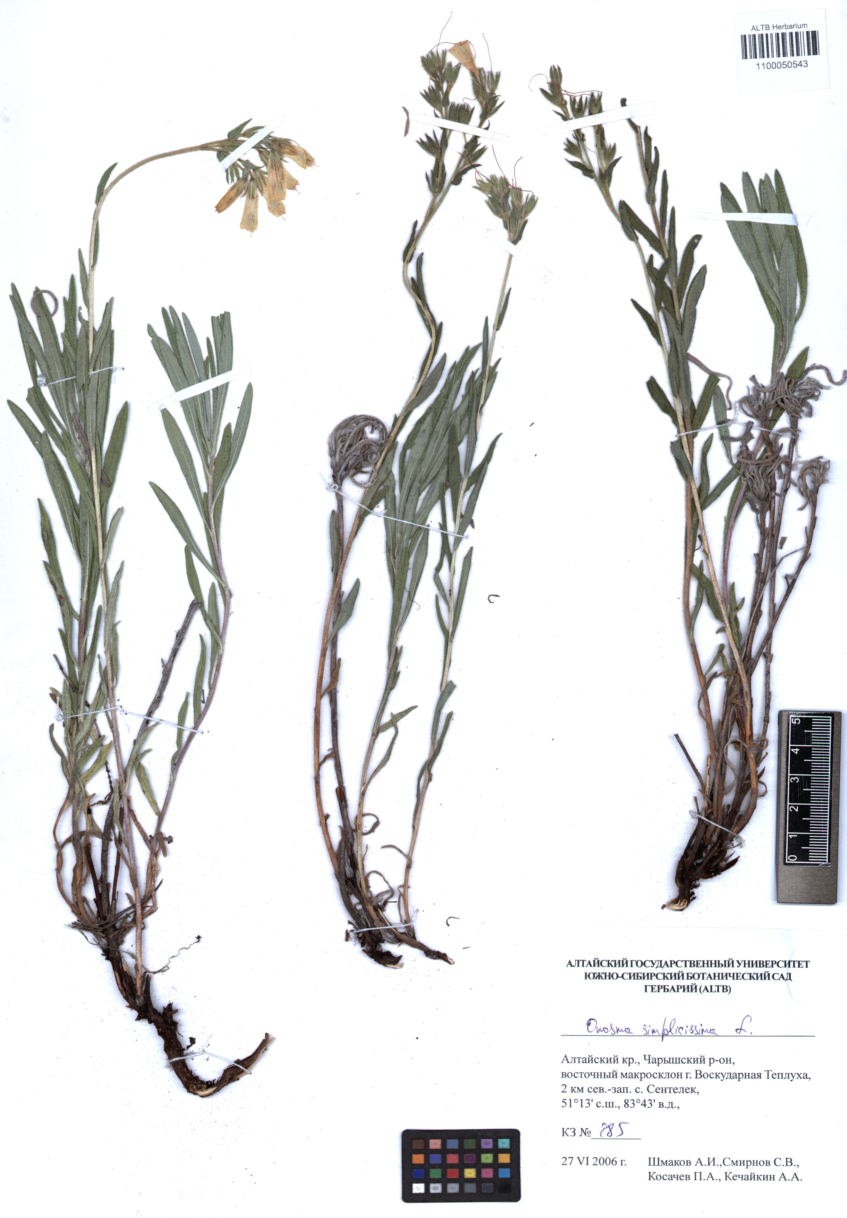 Onosma simplicissima L.