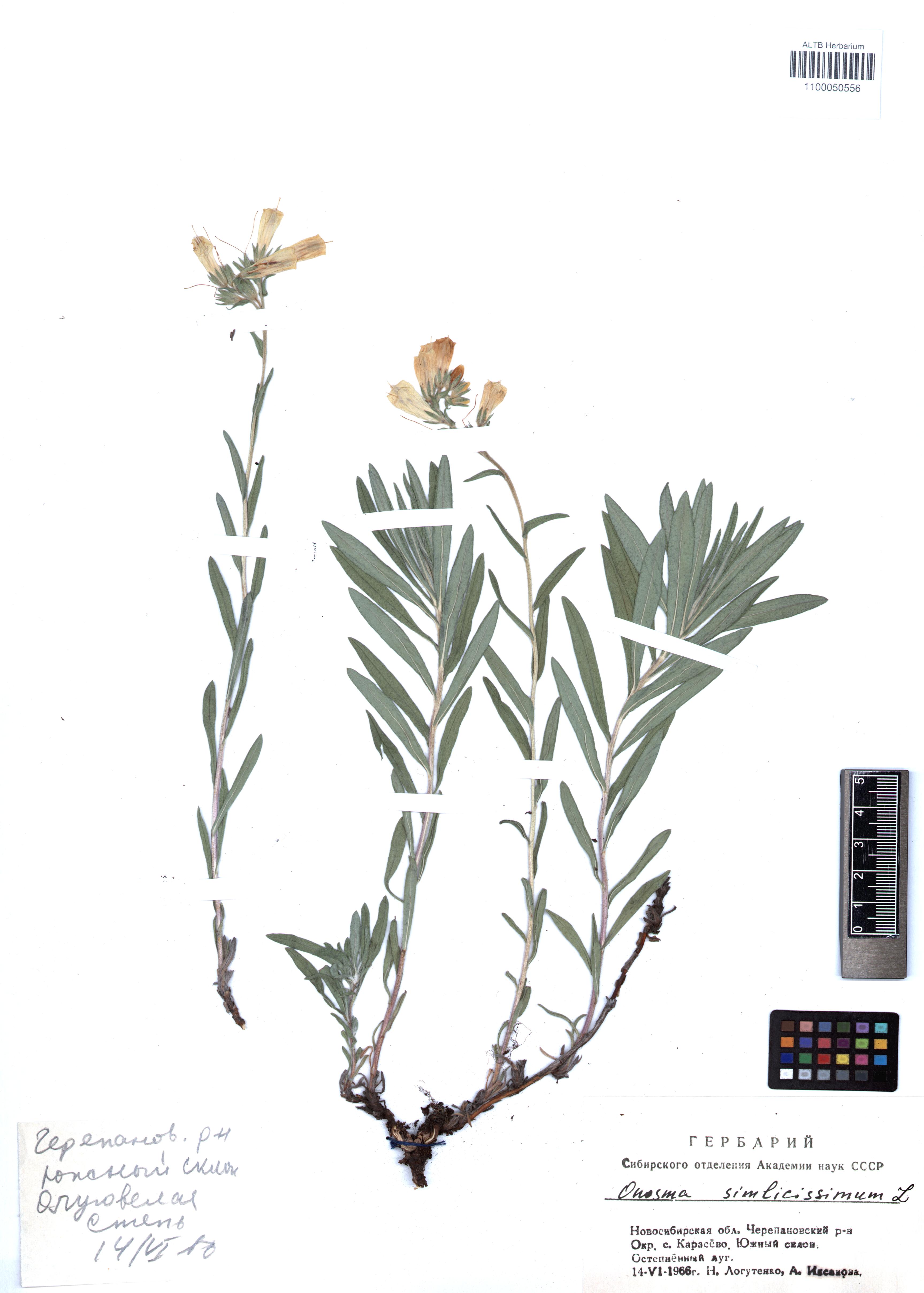 Onosma simplicissima L.