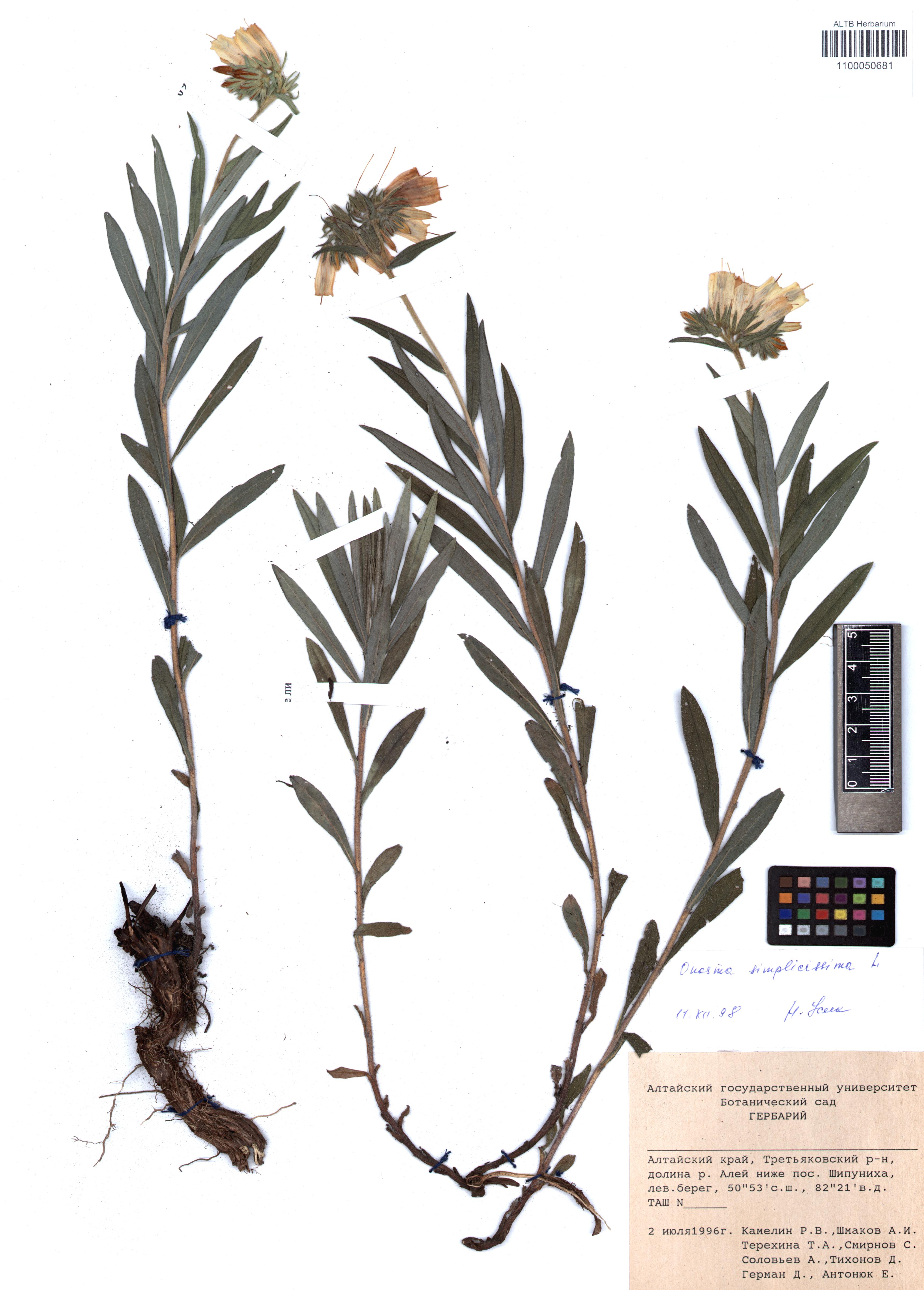 Onosma simplicissima L.