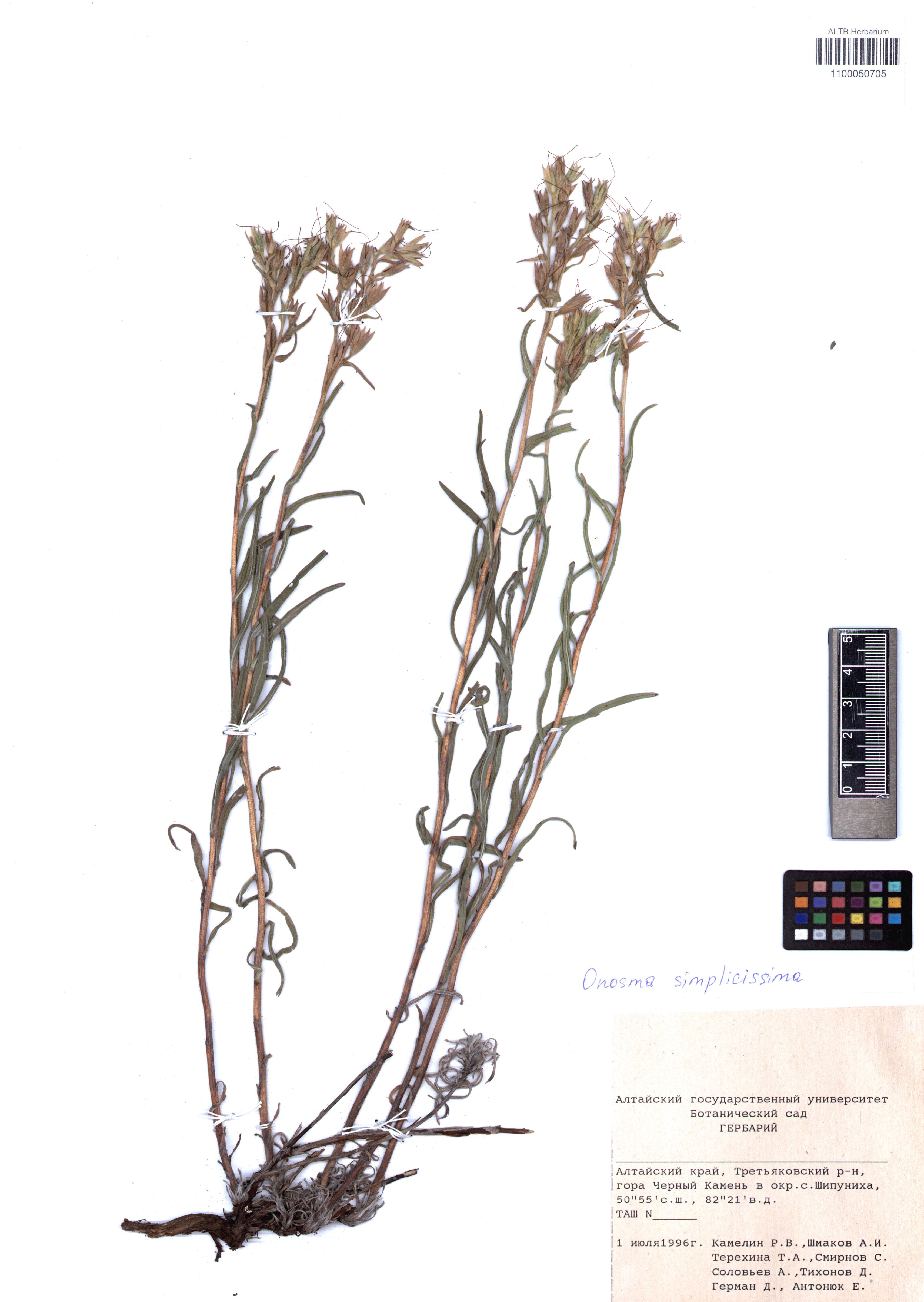 Onosma simplicissima L.