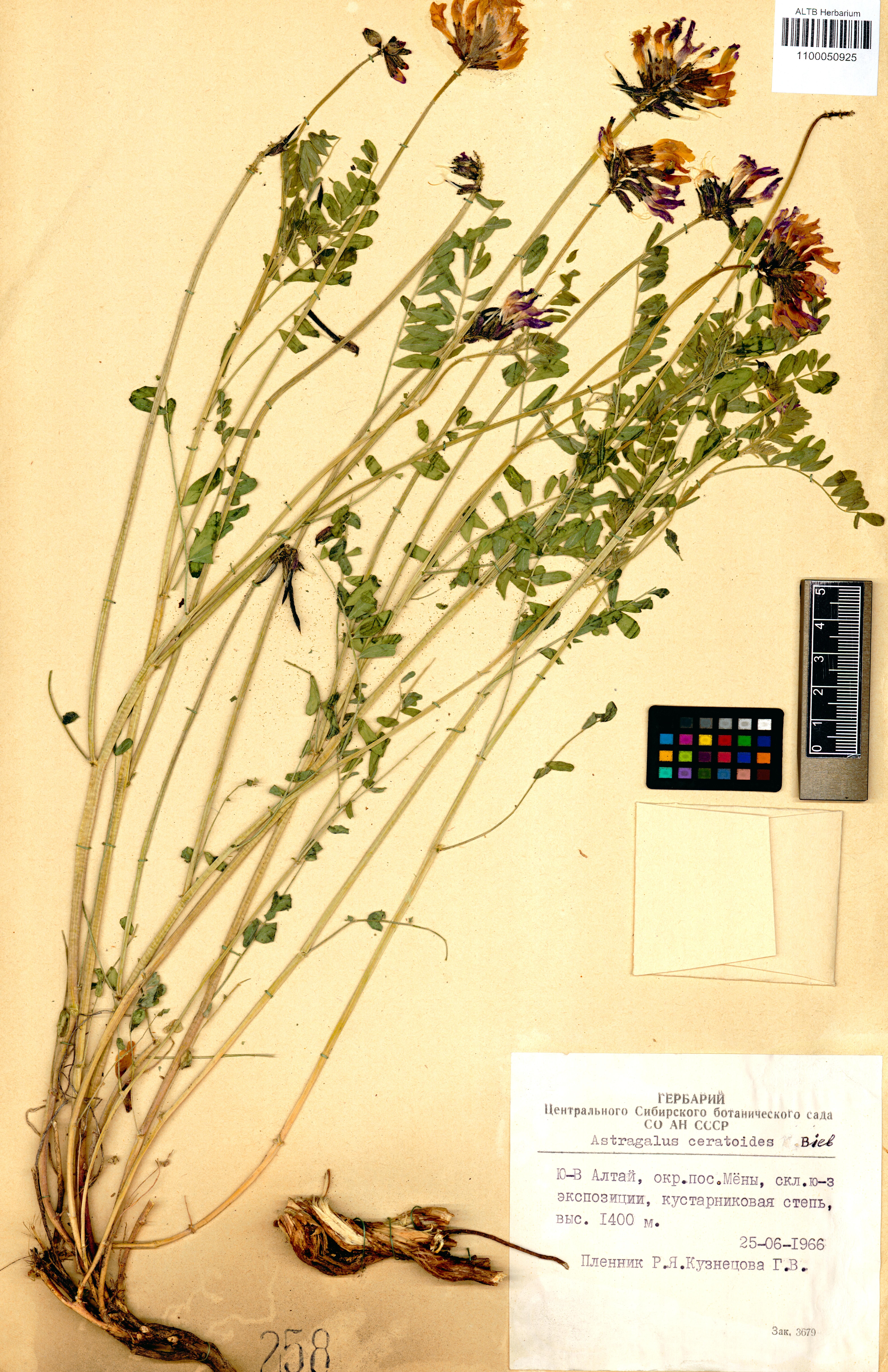 Astragalus ceratoides M.Bieb.