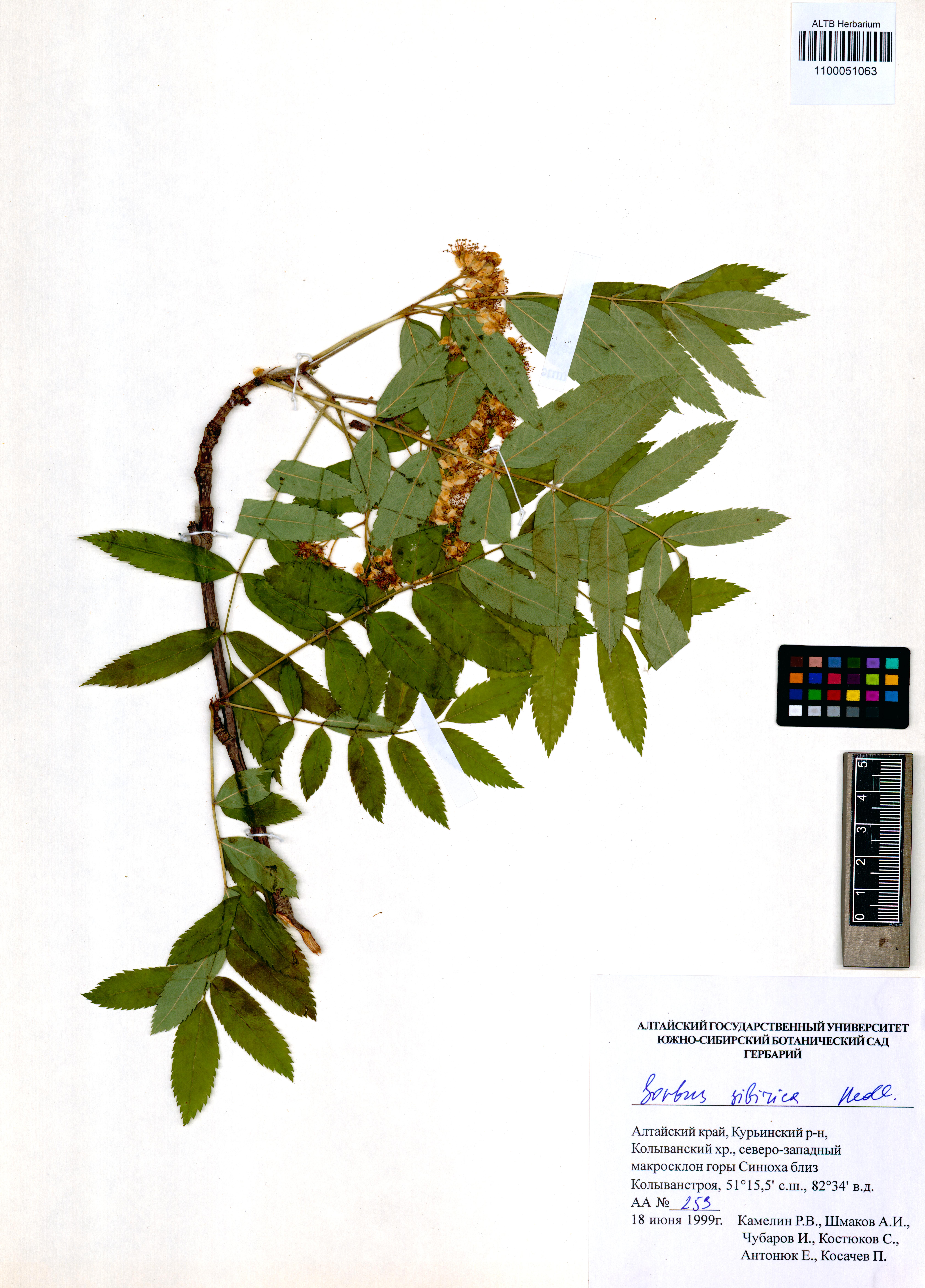 Sorbus sibirica Hedl.