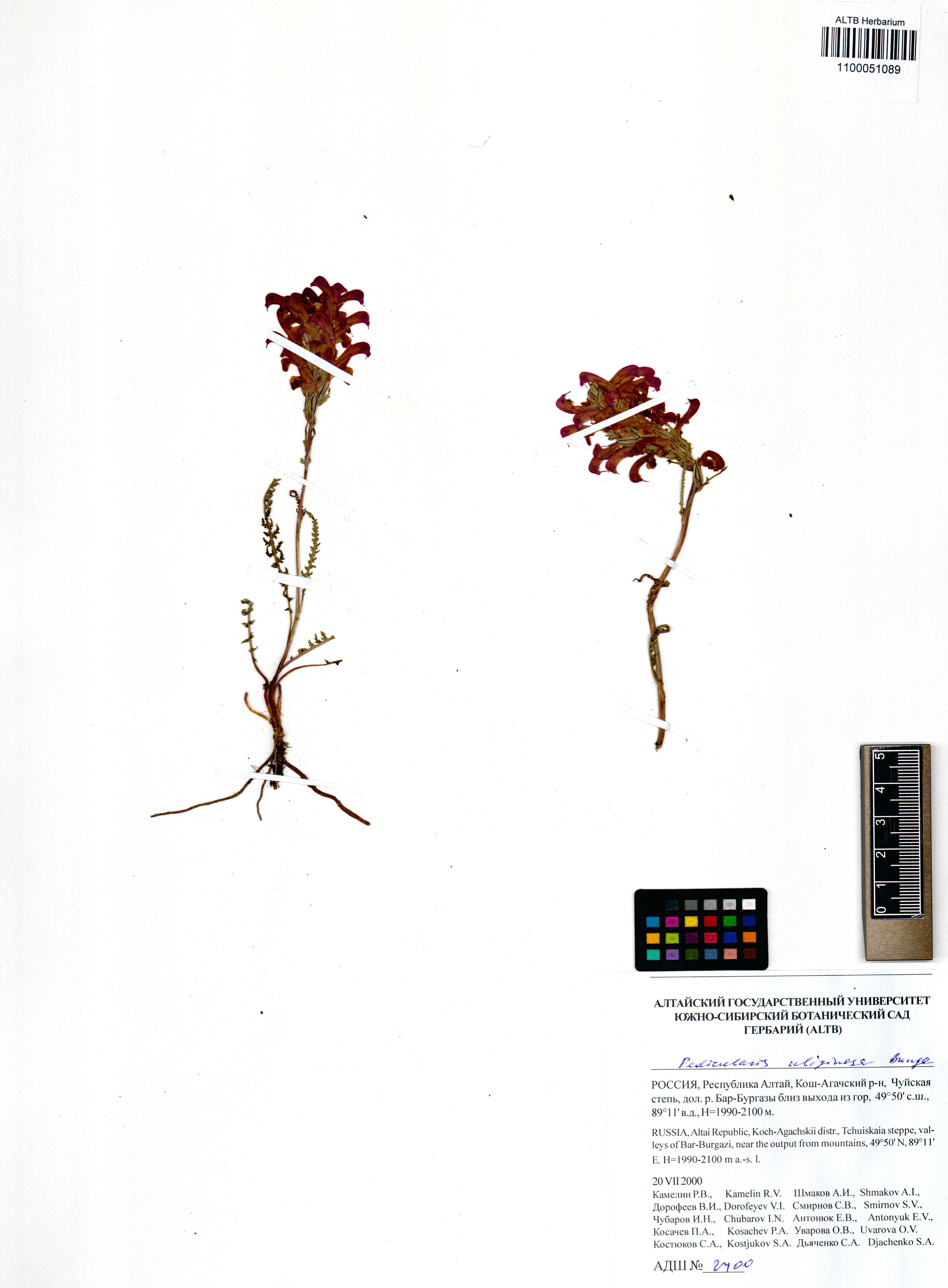 Pedicularis uliginosa Bunge
