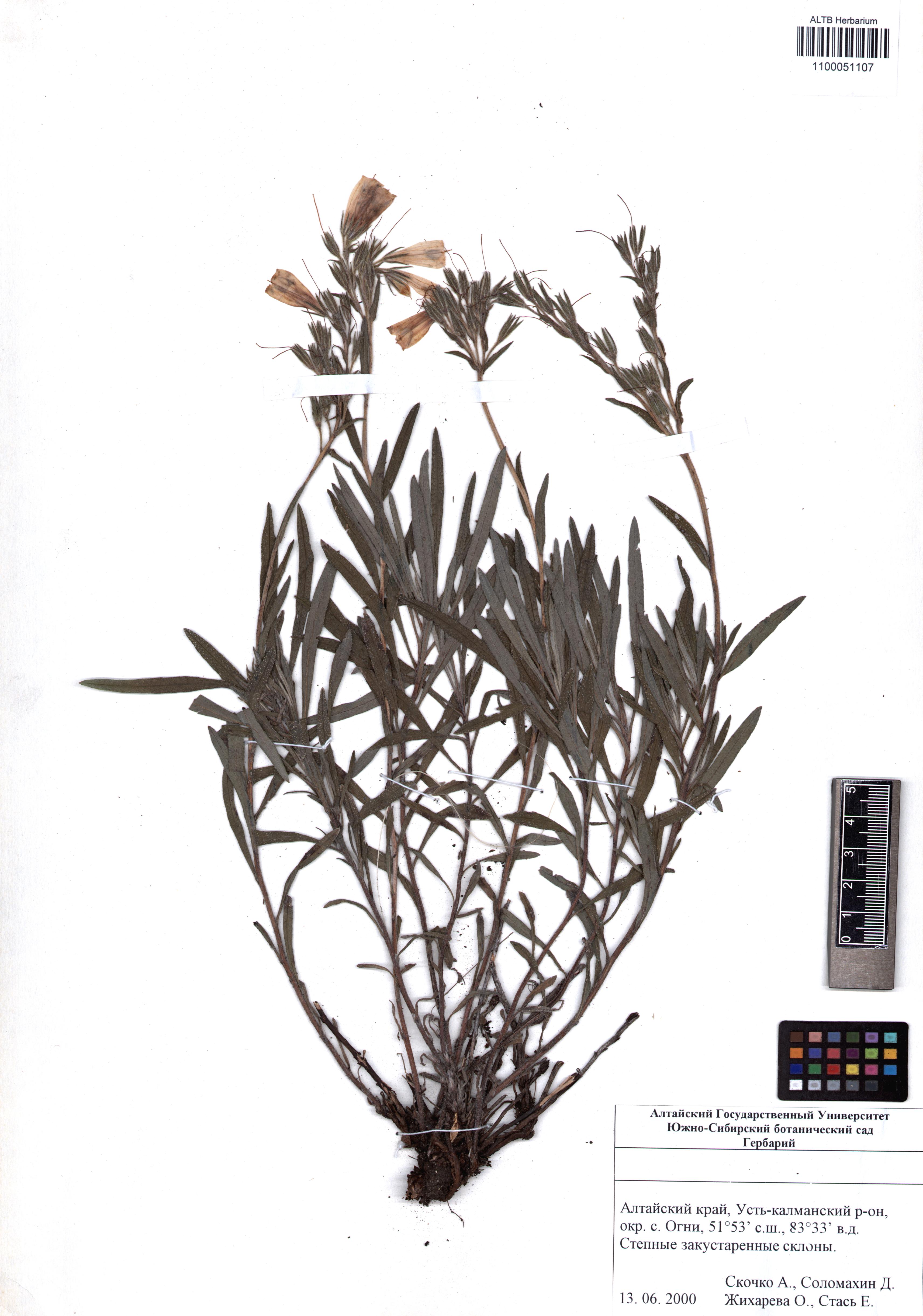 Onosma simplicissima L.