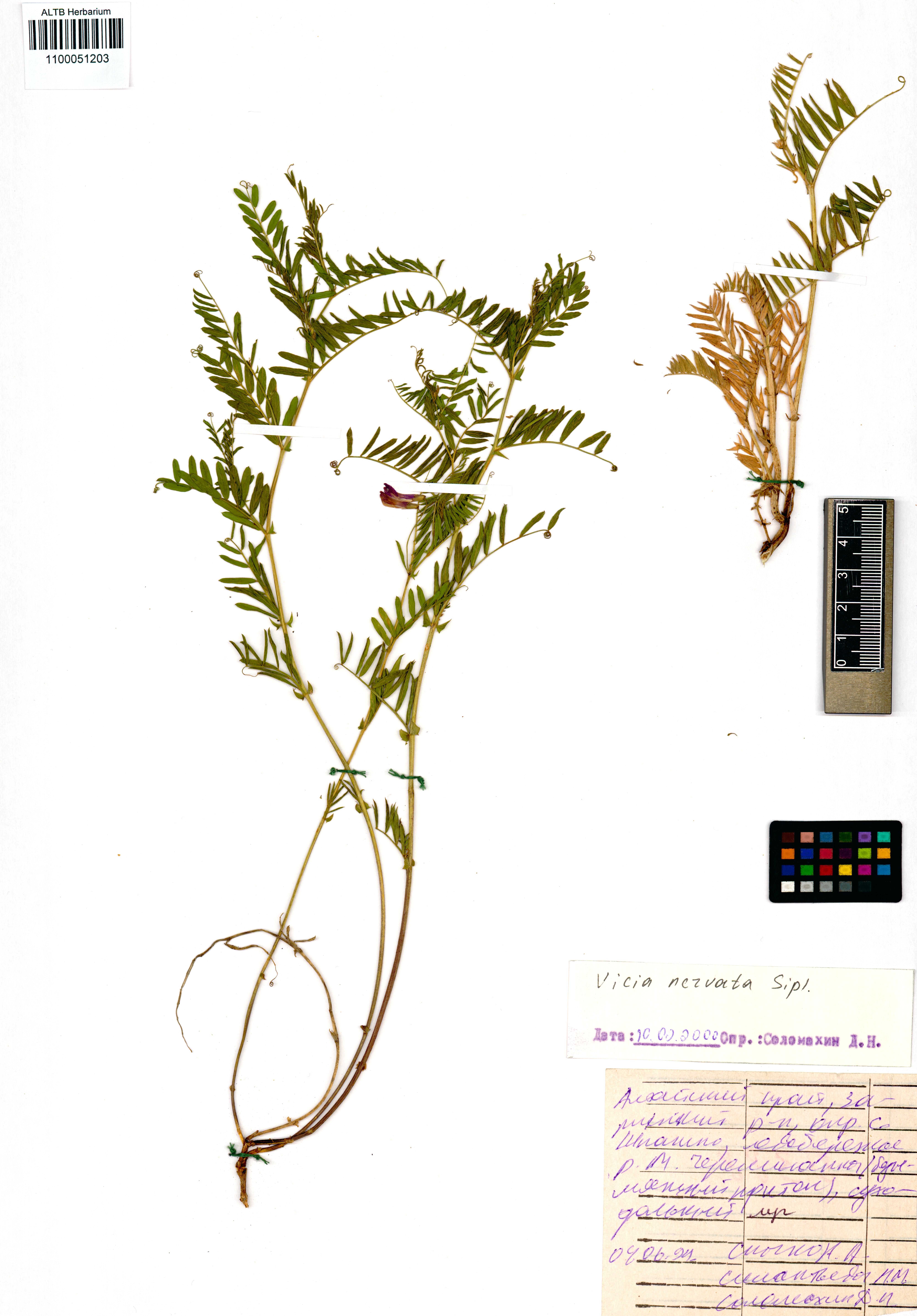 Vicia nervata Sipliv.