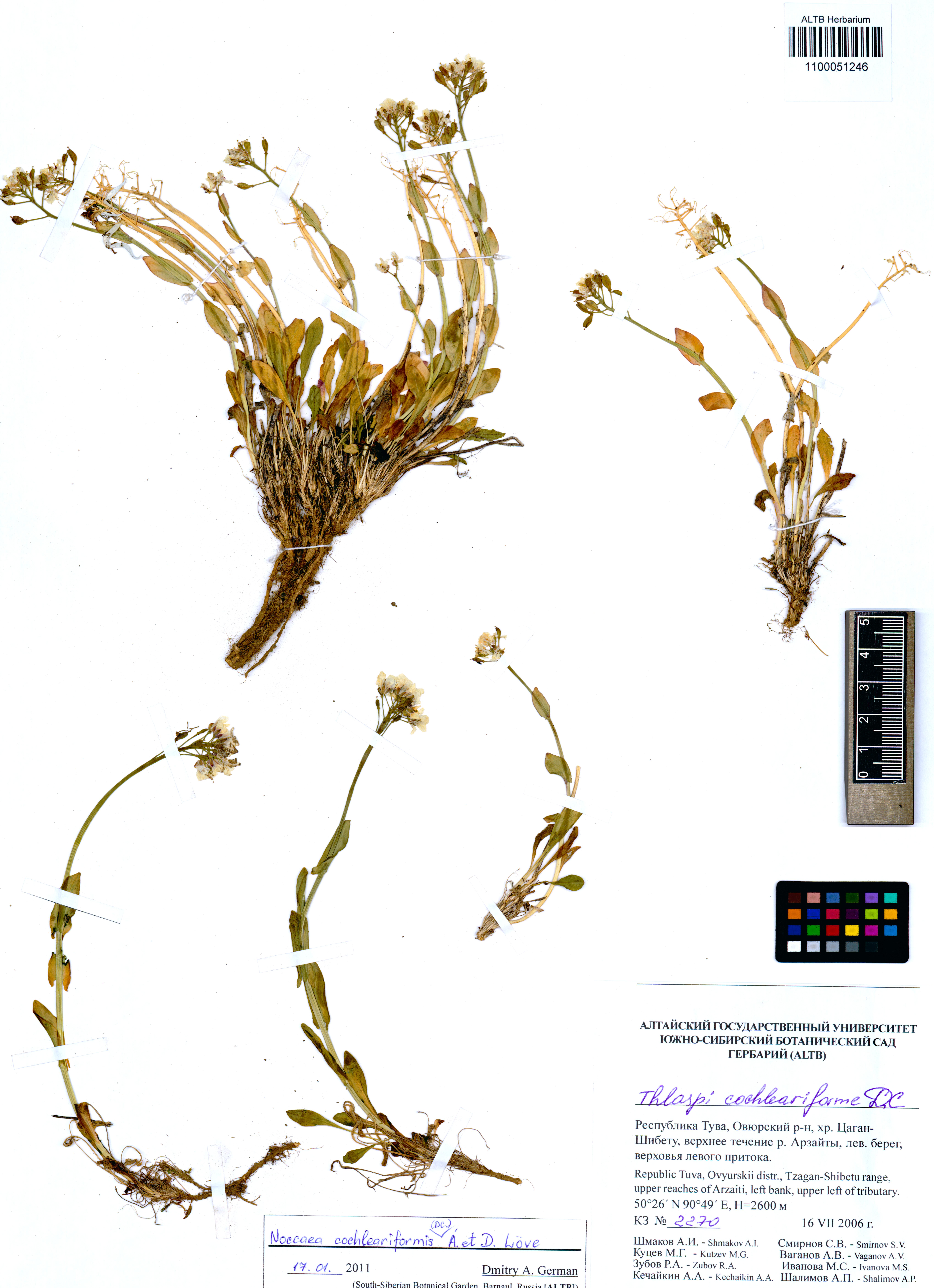Thlaspi cochleariforme DC.