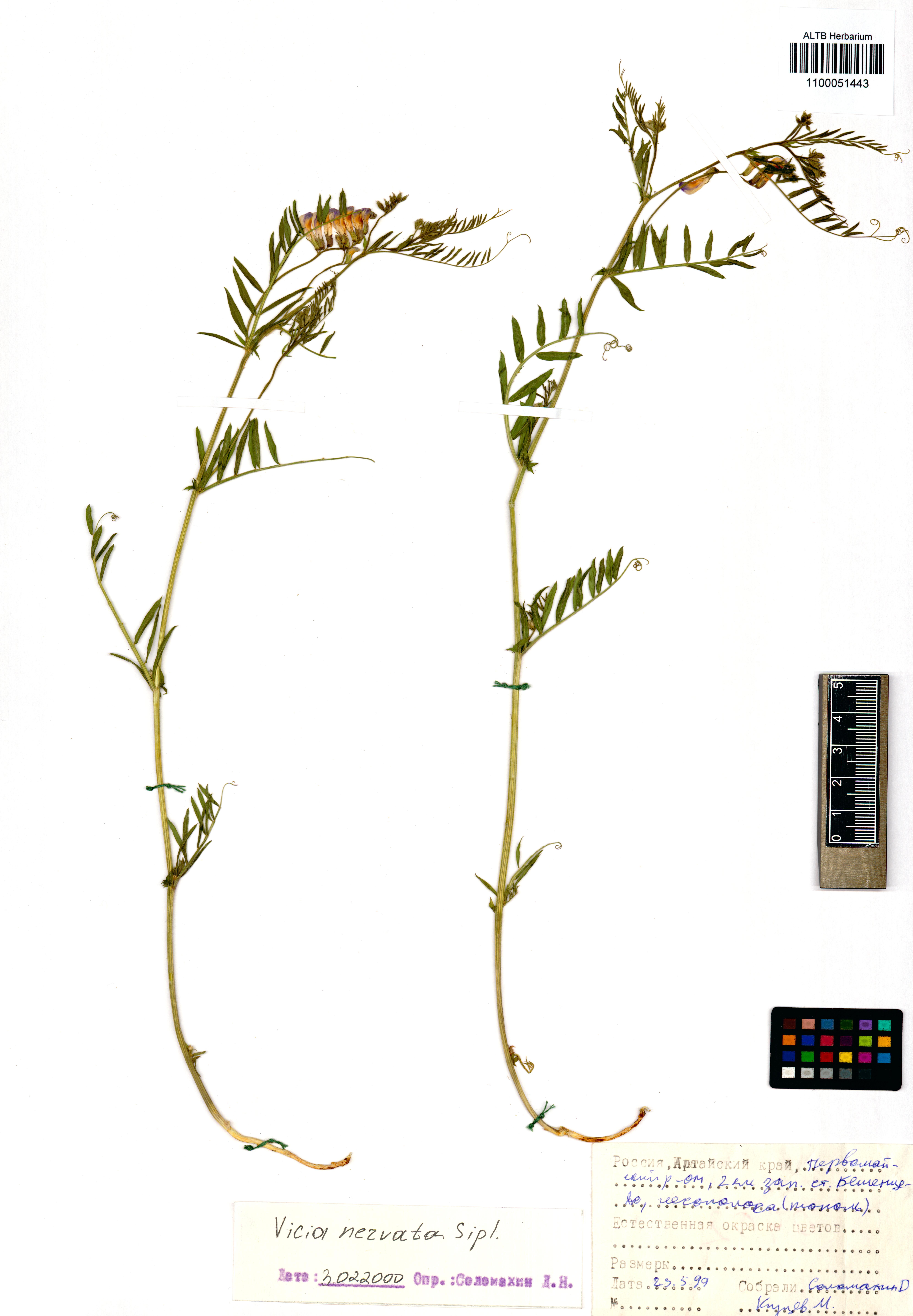 Vicia nervata Sipliv.