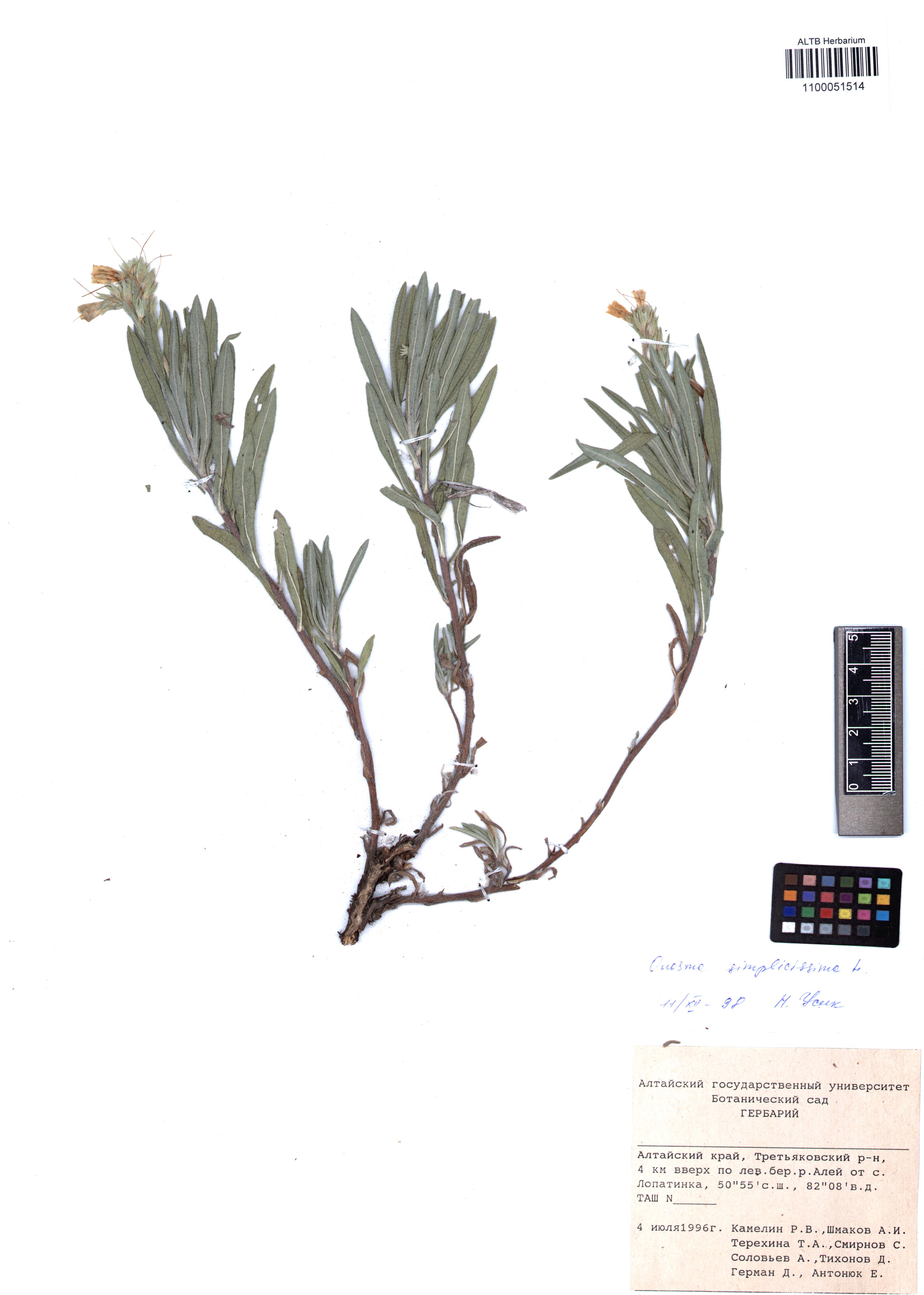 Onosma simplicissima L.