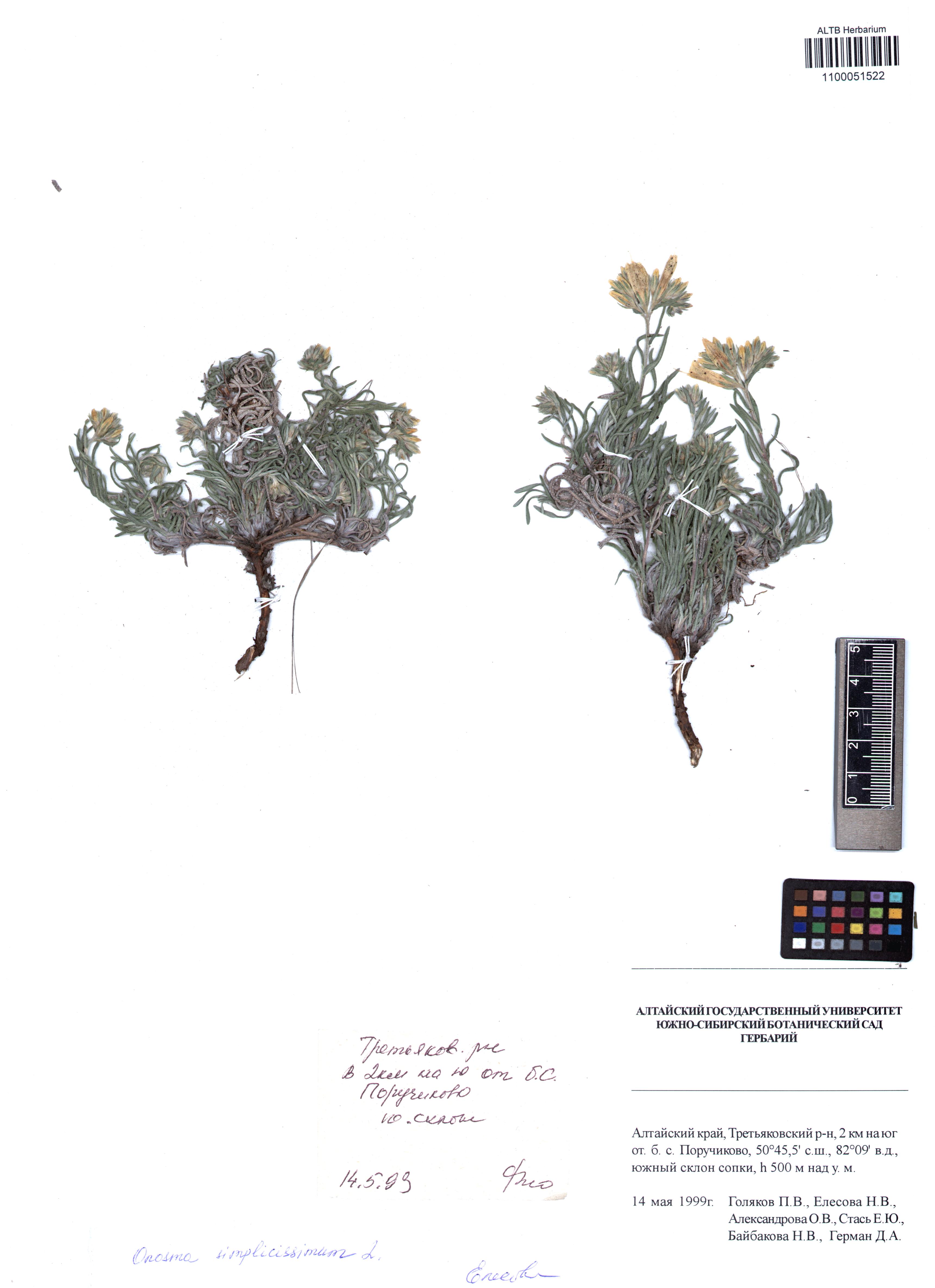 Onosma simplicissima L.