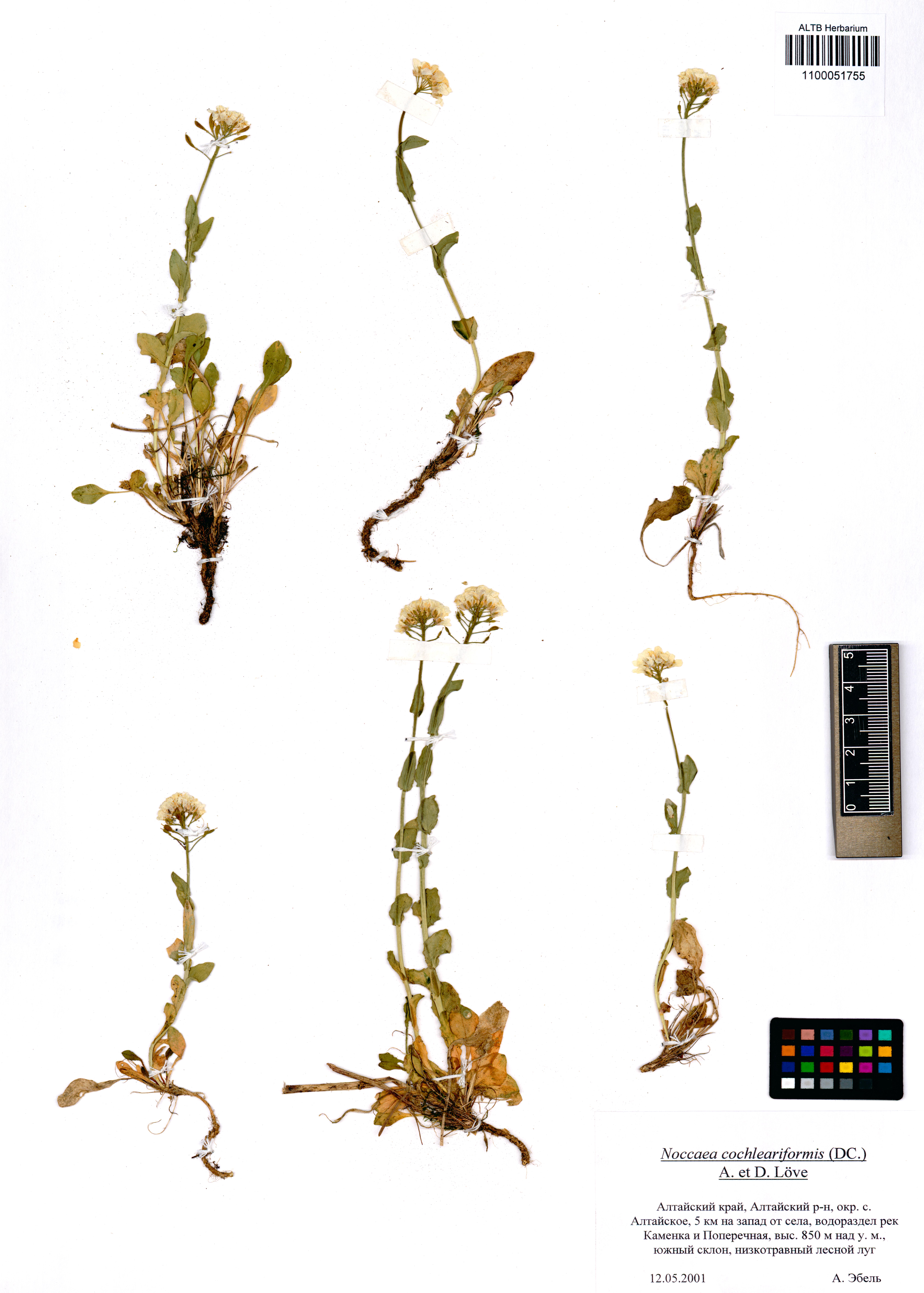 Thlaspi cochleariforme DC.