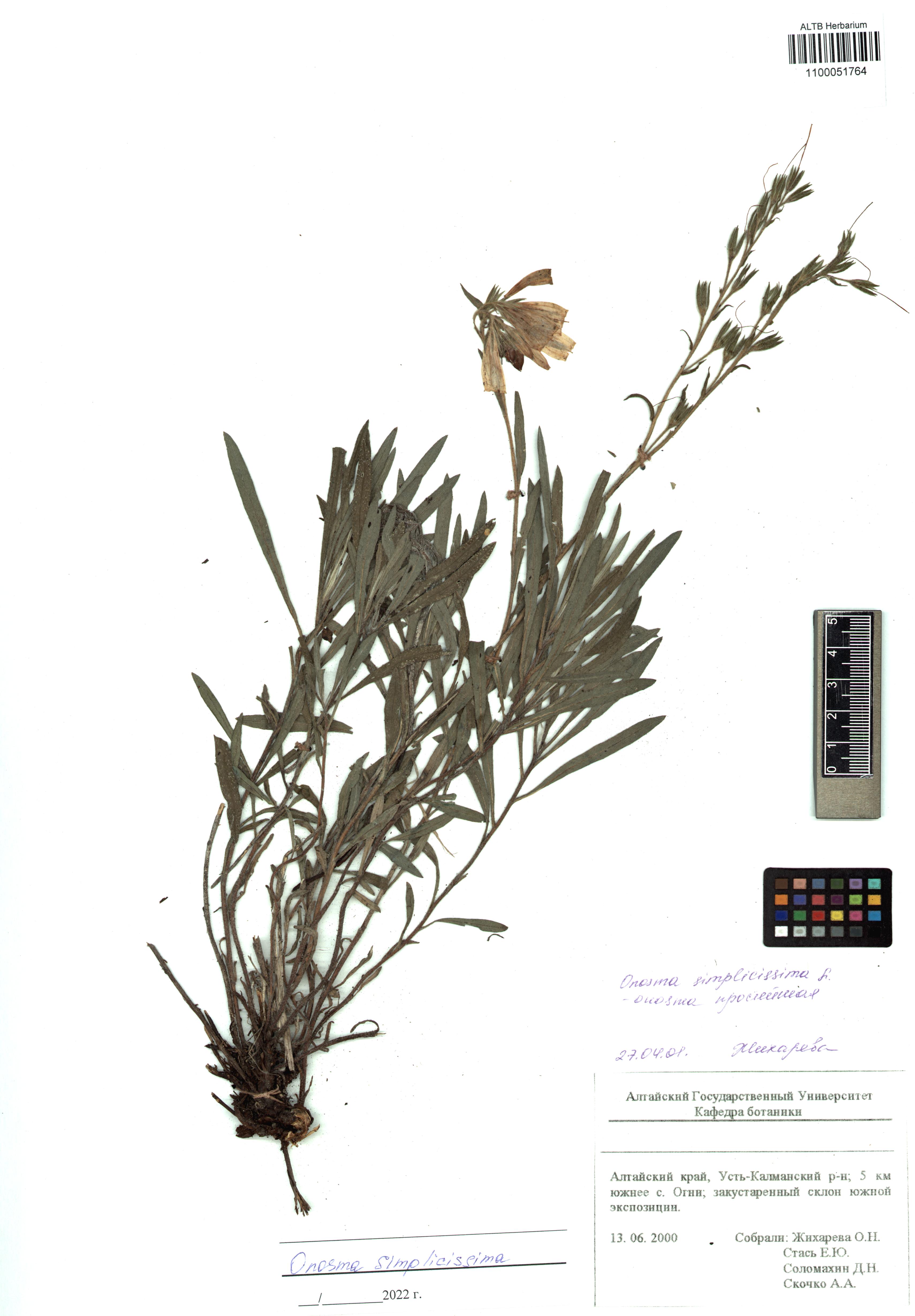Onosma simplicissima L.