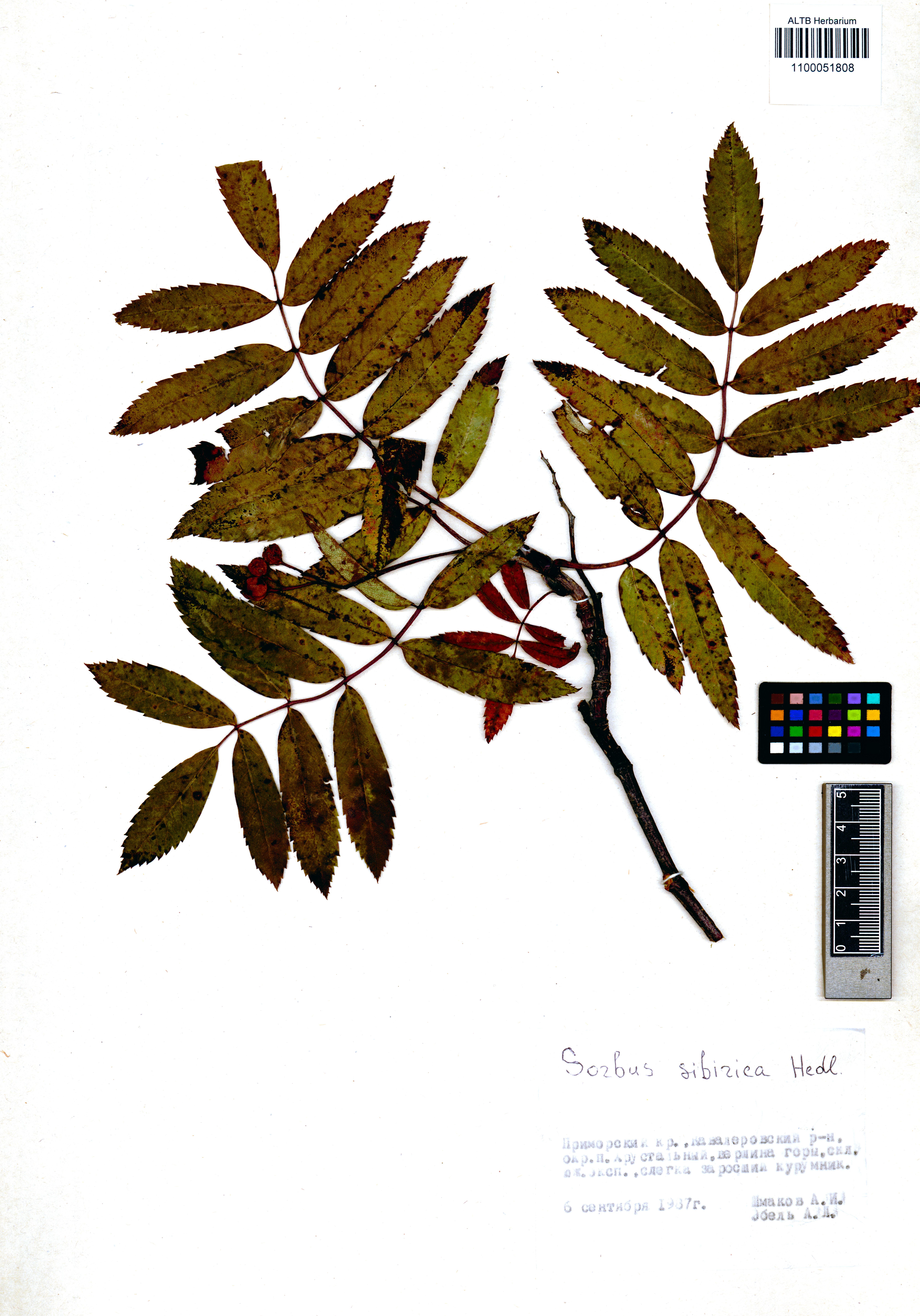 Sorbus sibirica Hedl.
