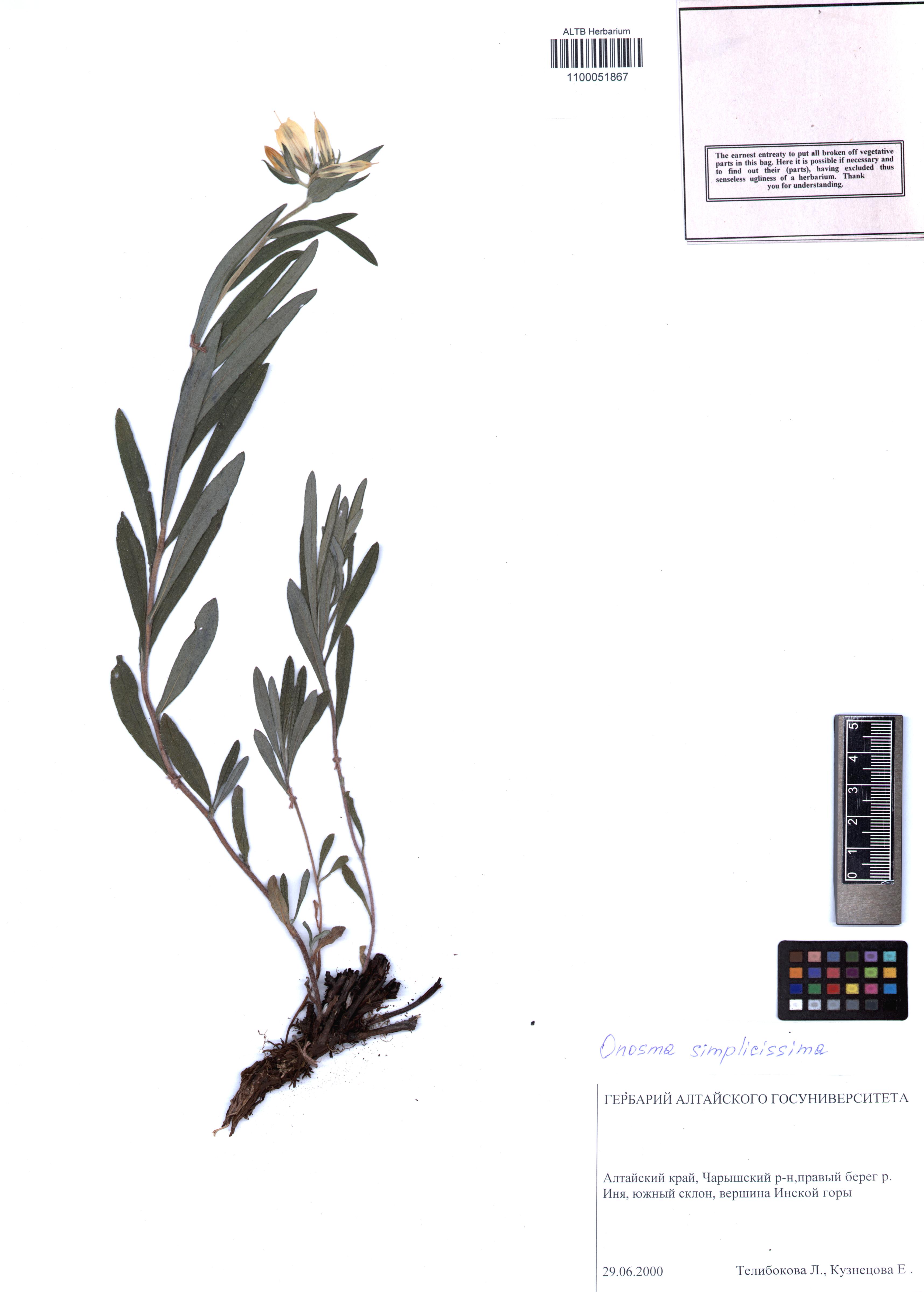Onosma simplicissima L.