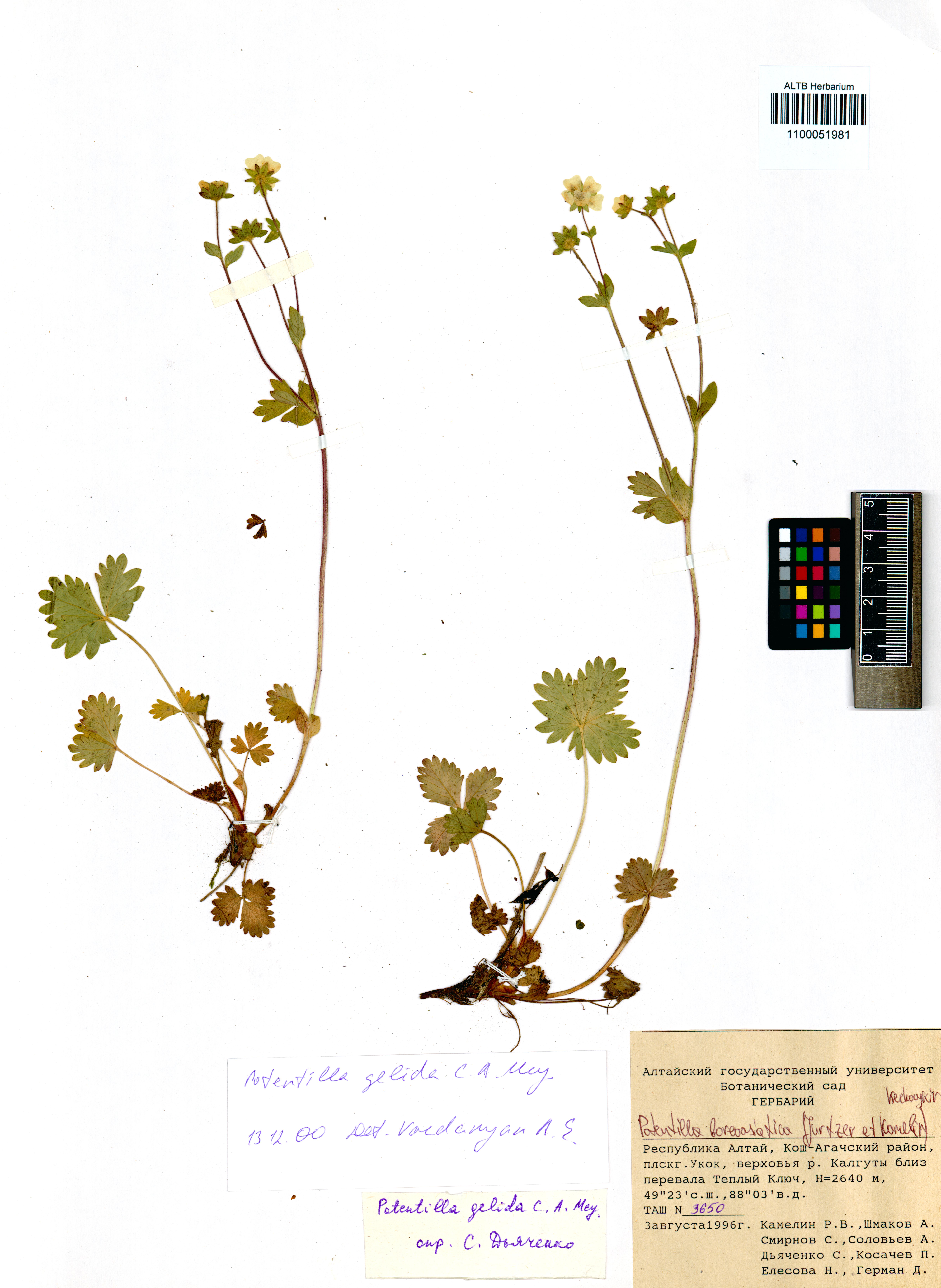 Potentilla boreoasiatica (Jurtzev et Kamelin) Kechaykin