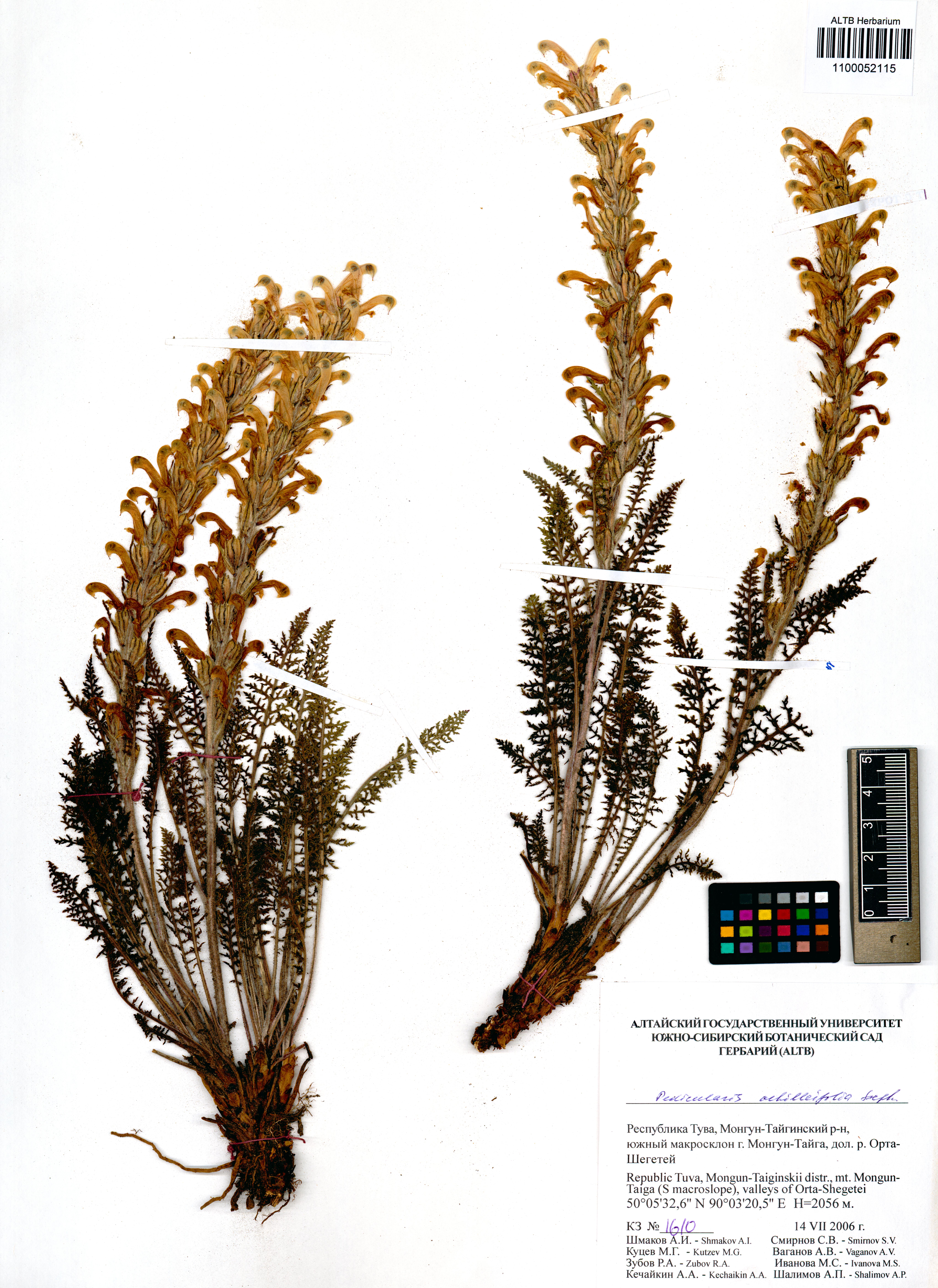 Pedicularis achilleifolia Stephan ex Willd.