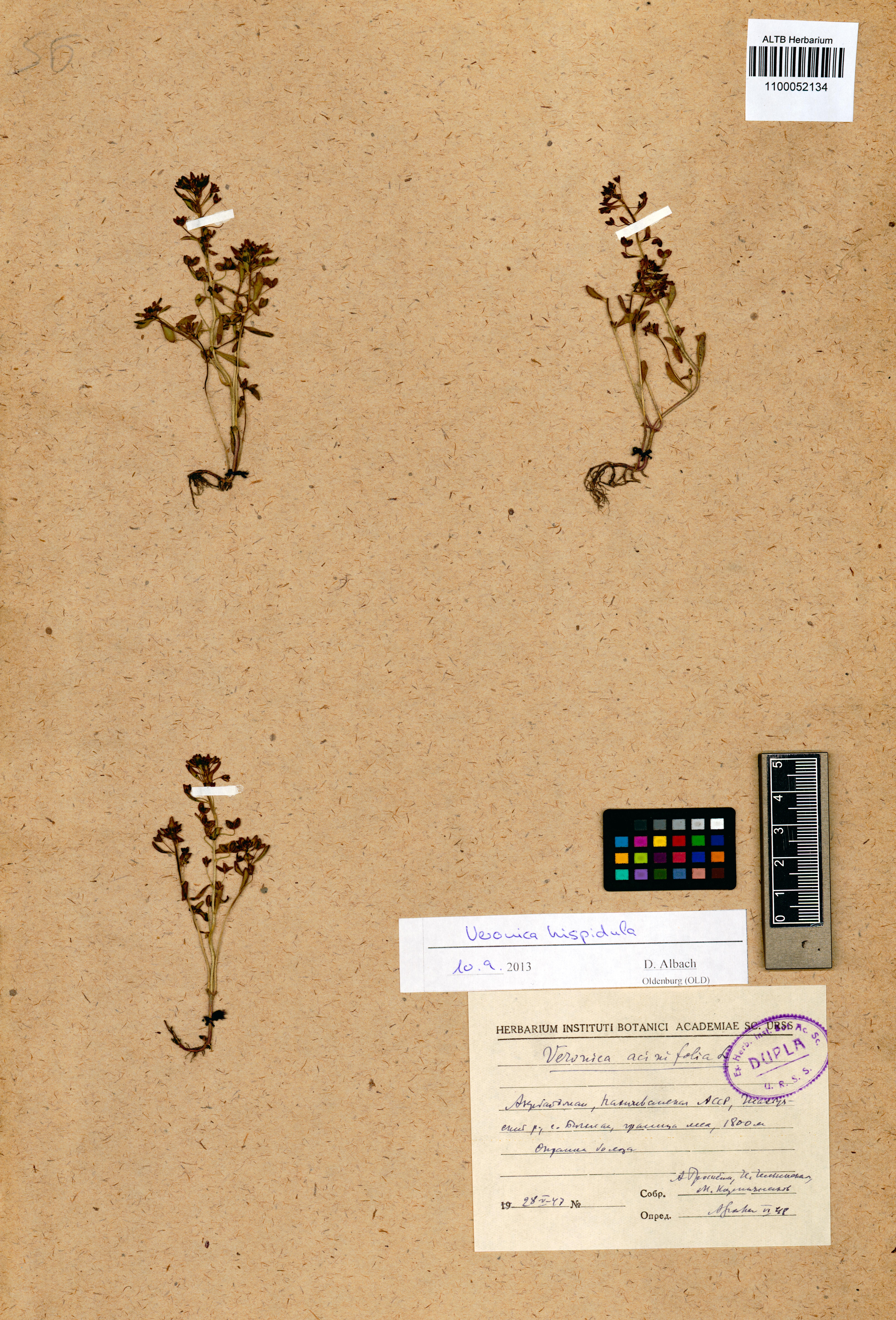 Veronica hispidula Boiss. & A.Huet
