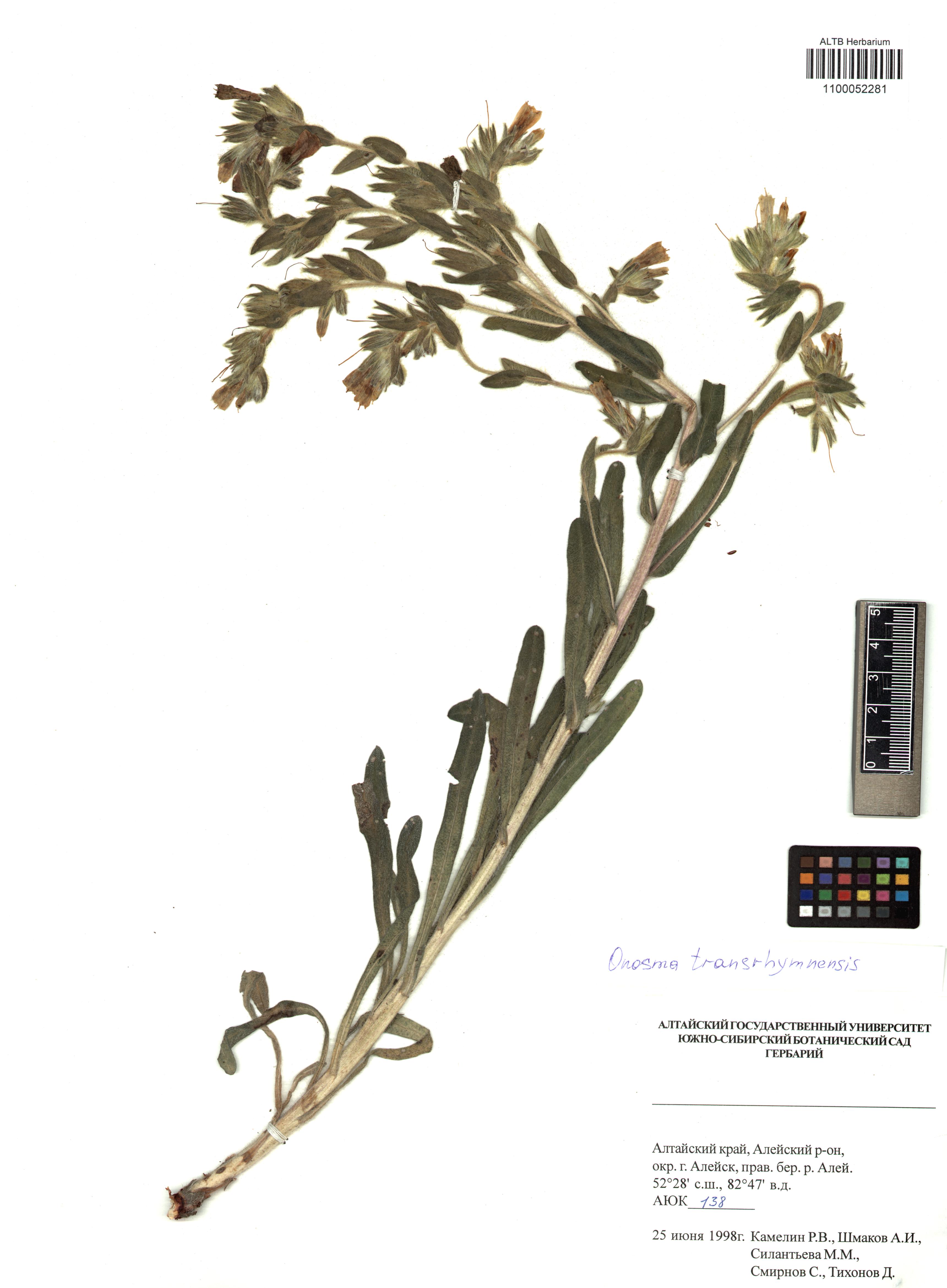 Onosma setosa subsp. transrhymnensis Klokov ex Popov. 