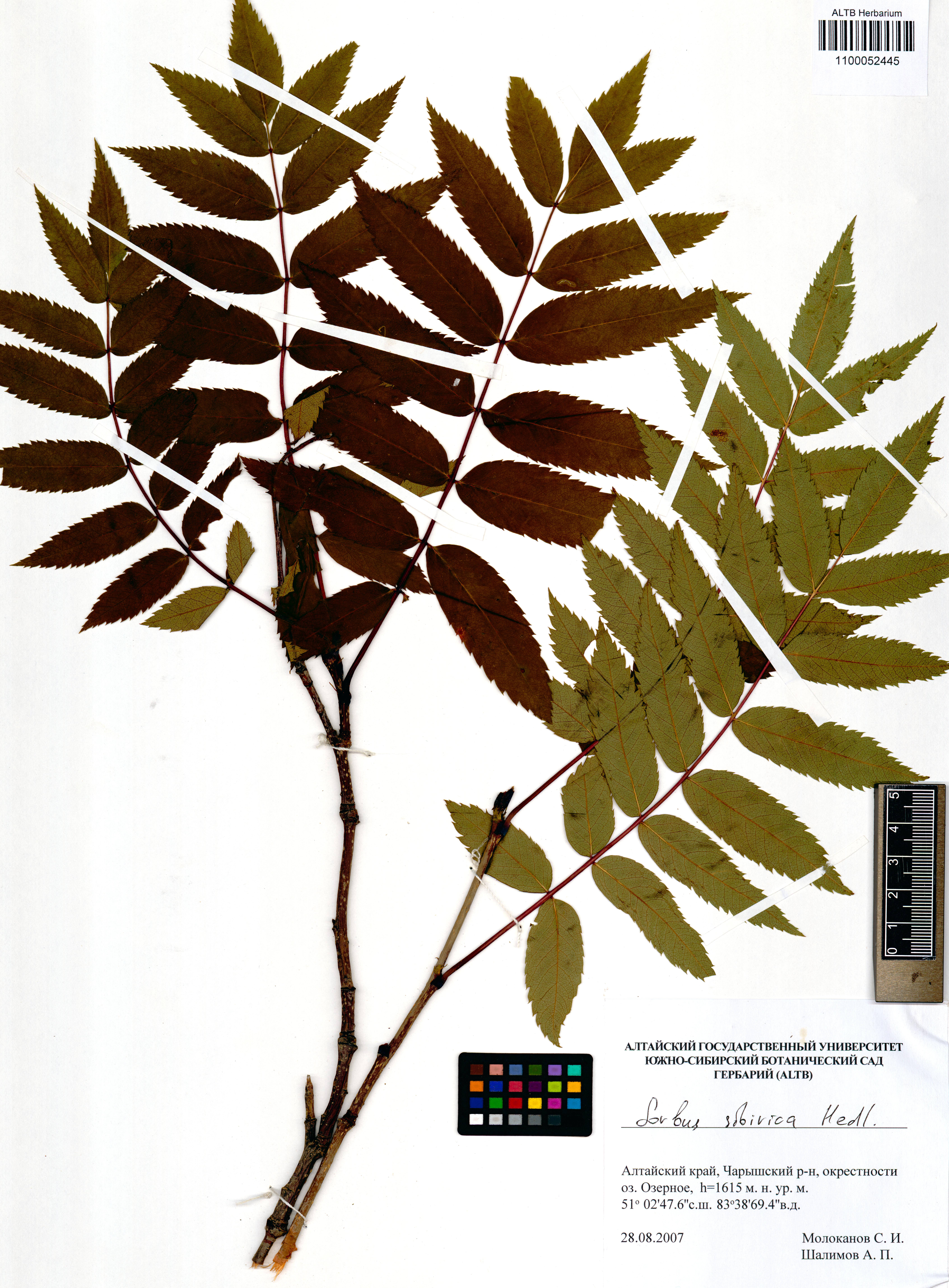 Sorbus sibirica Hedl.