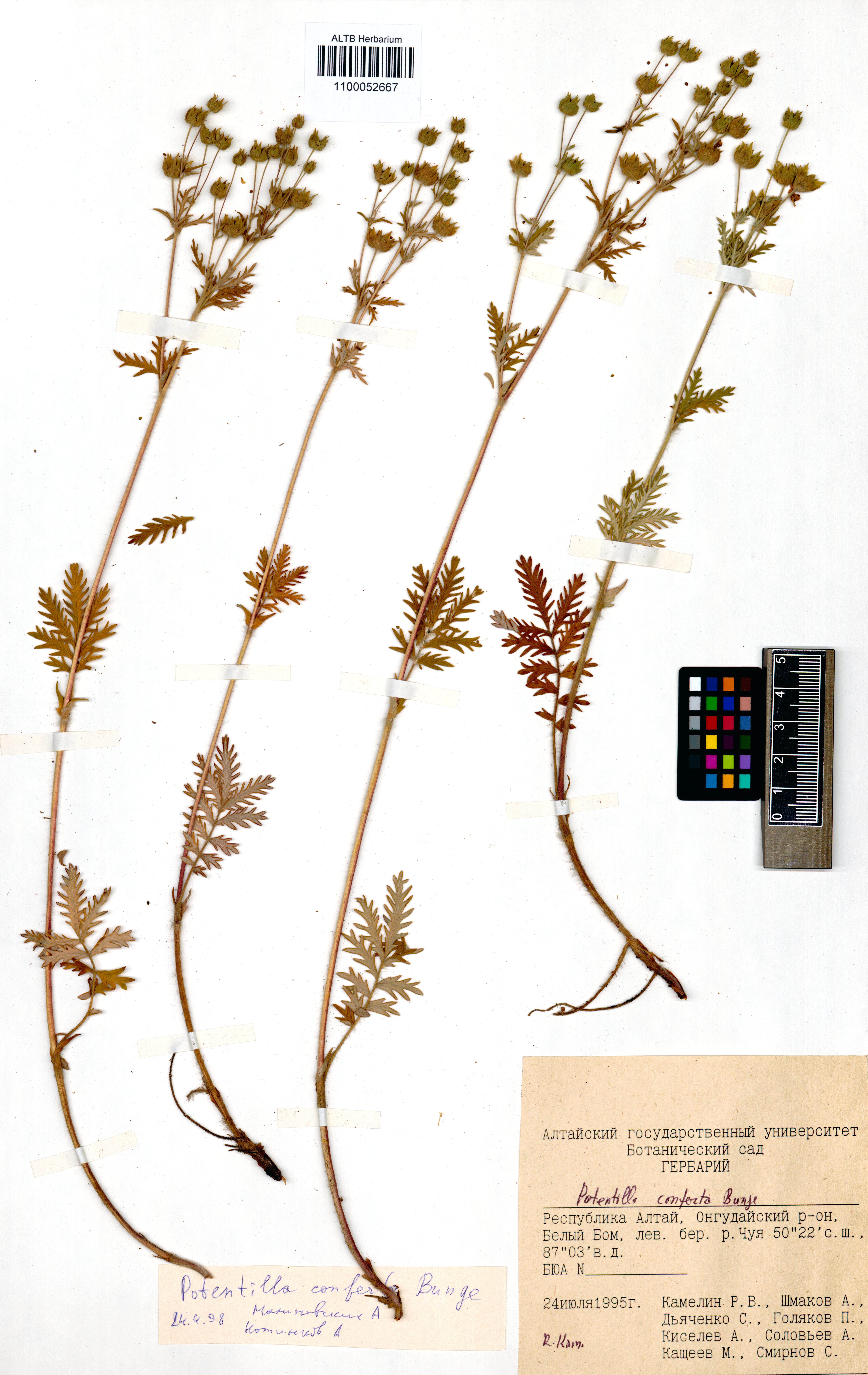 Potentilla conferta Bunge