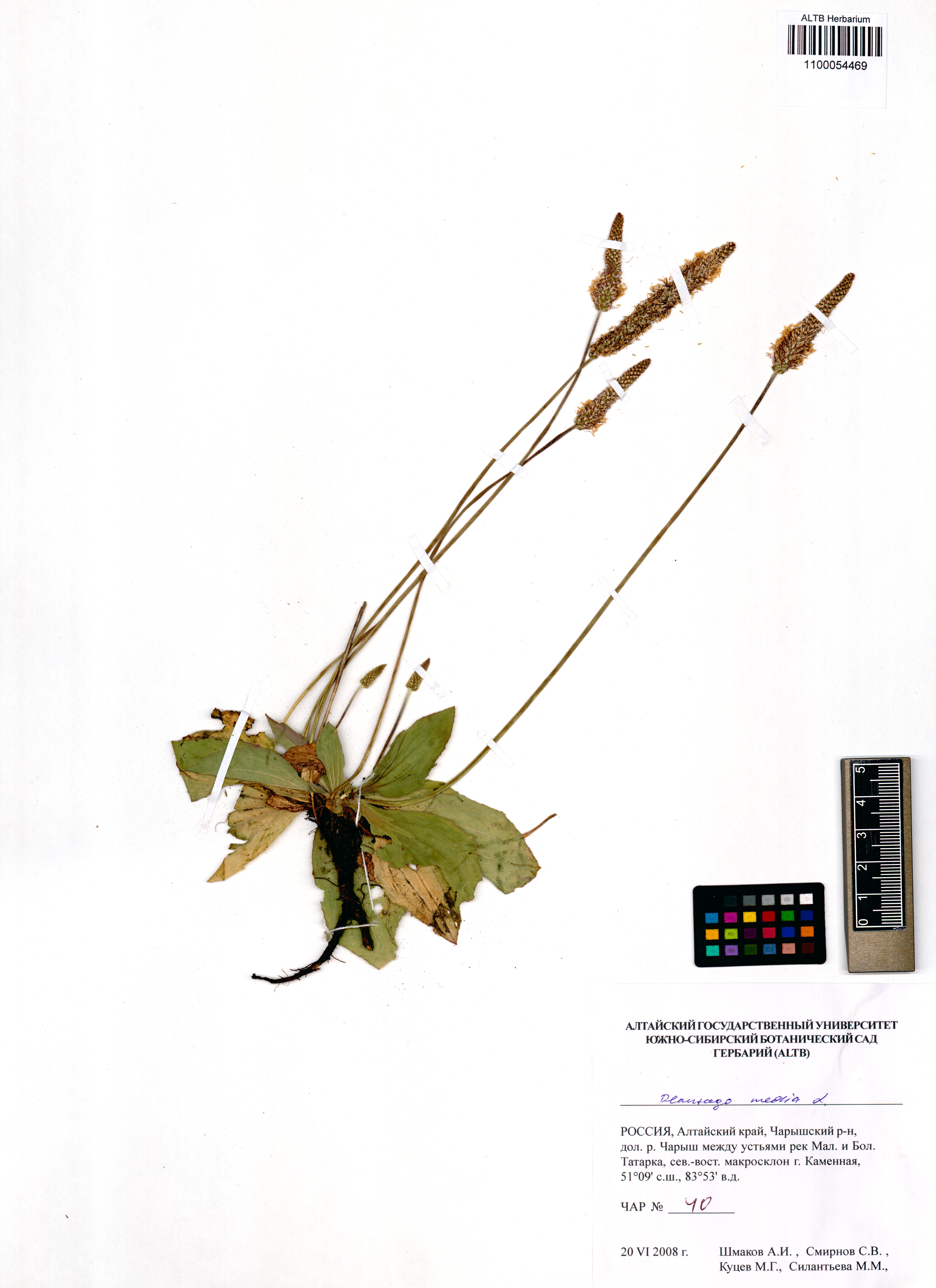 Plantago media L.