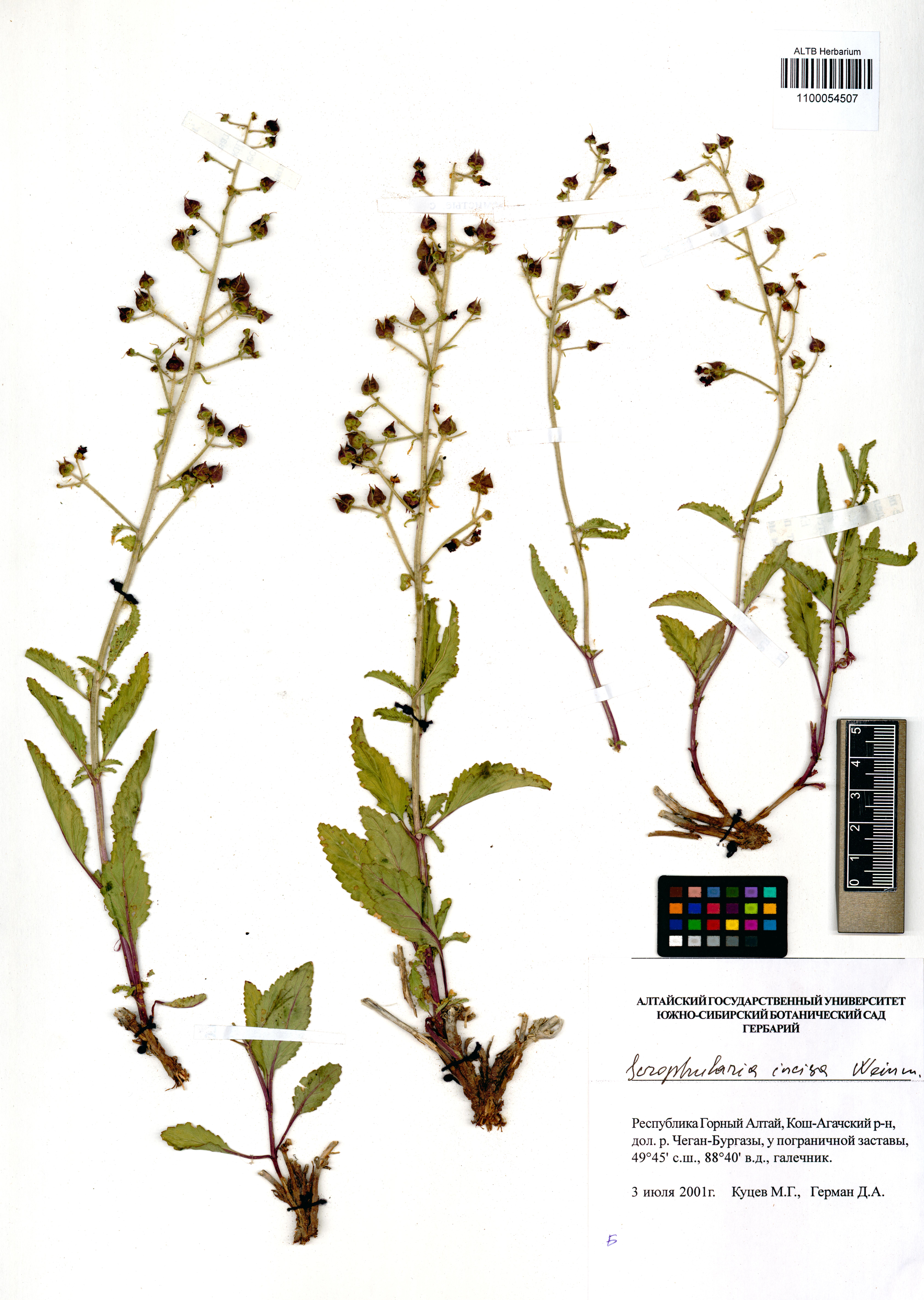 Scrophularia incisa Weinm.