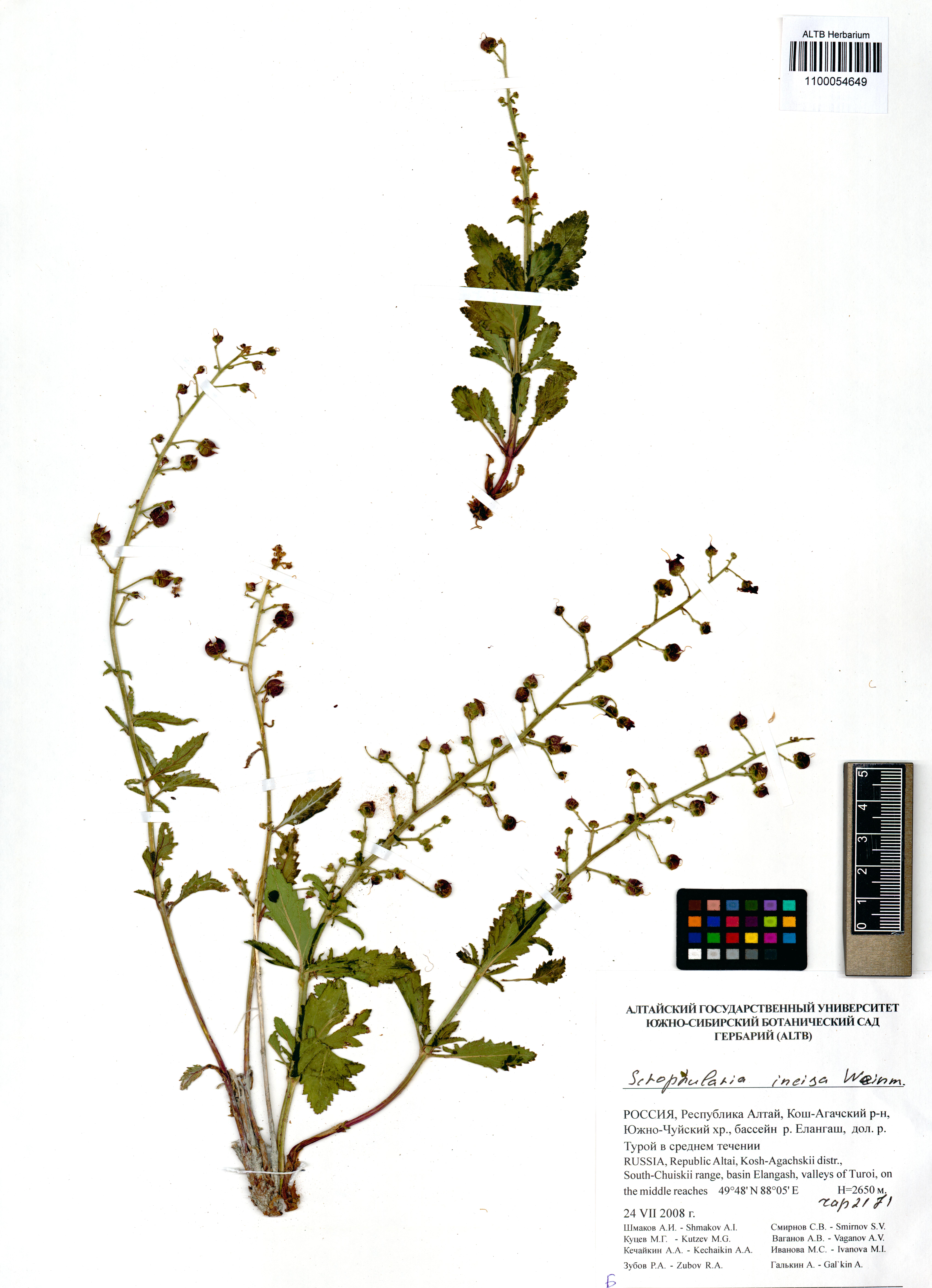 Scrophularia incisa Weinm.