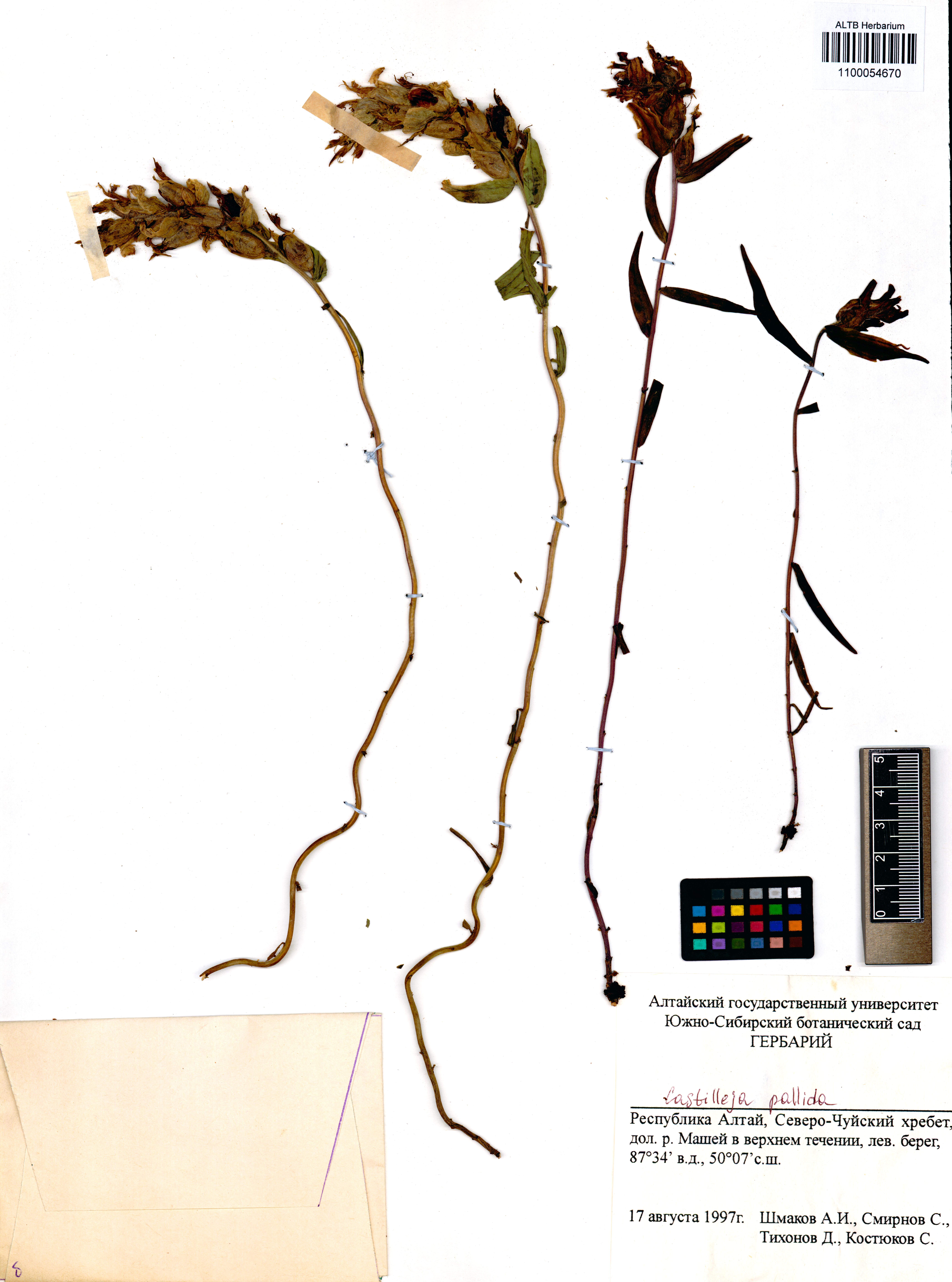 Castilleja pallida (L.) Spreng.