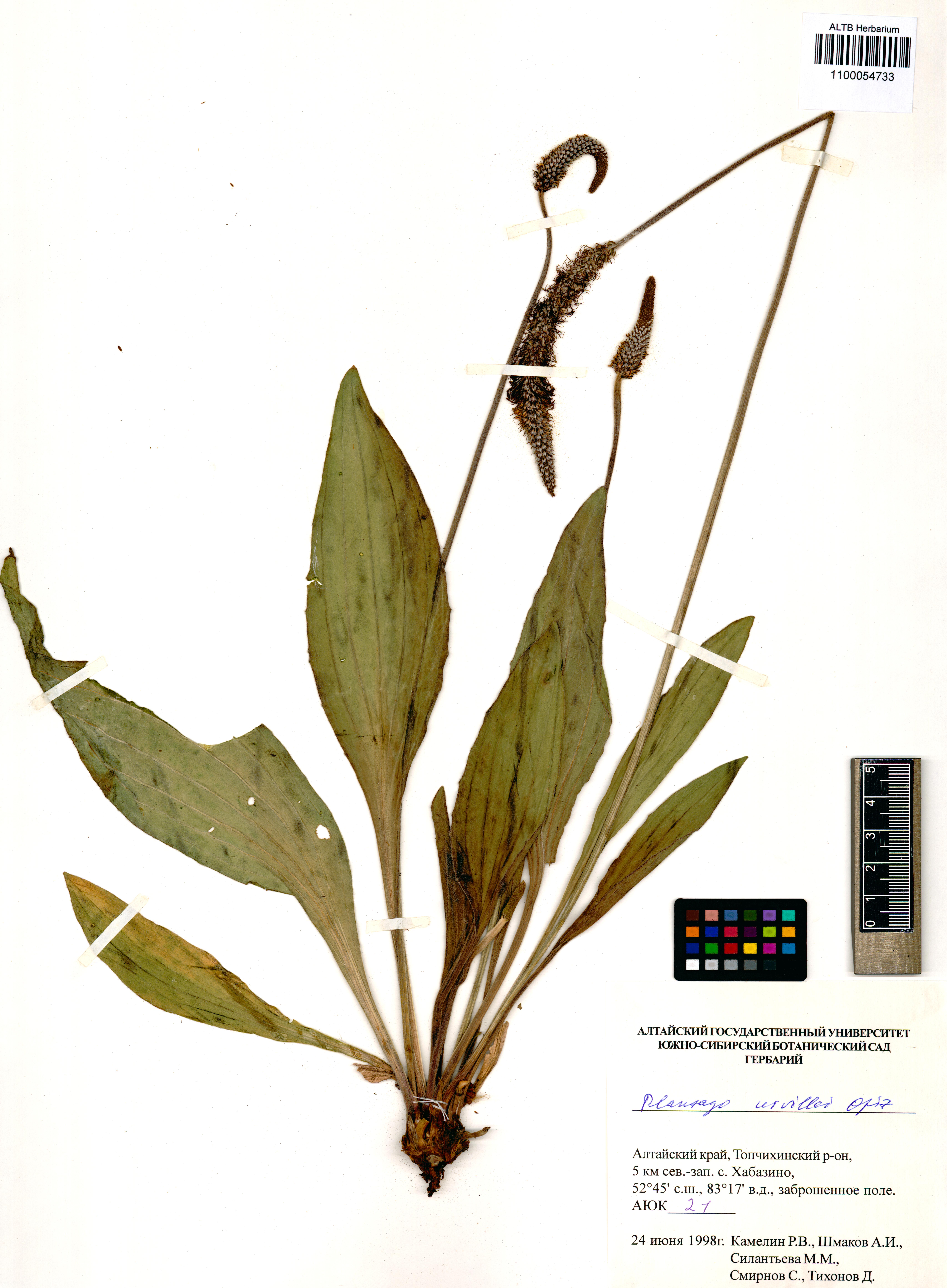 Plantago urvillei Opiz
