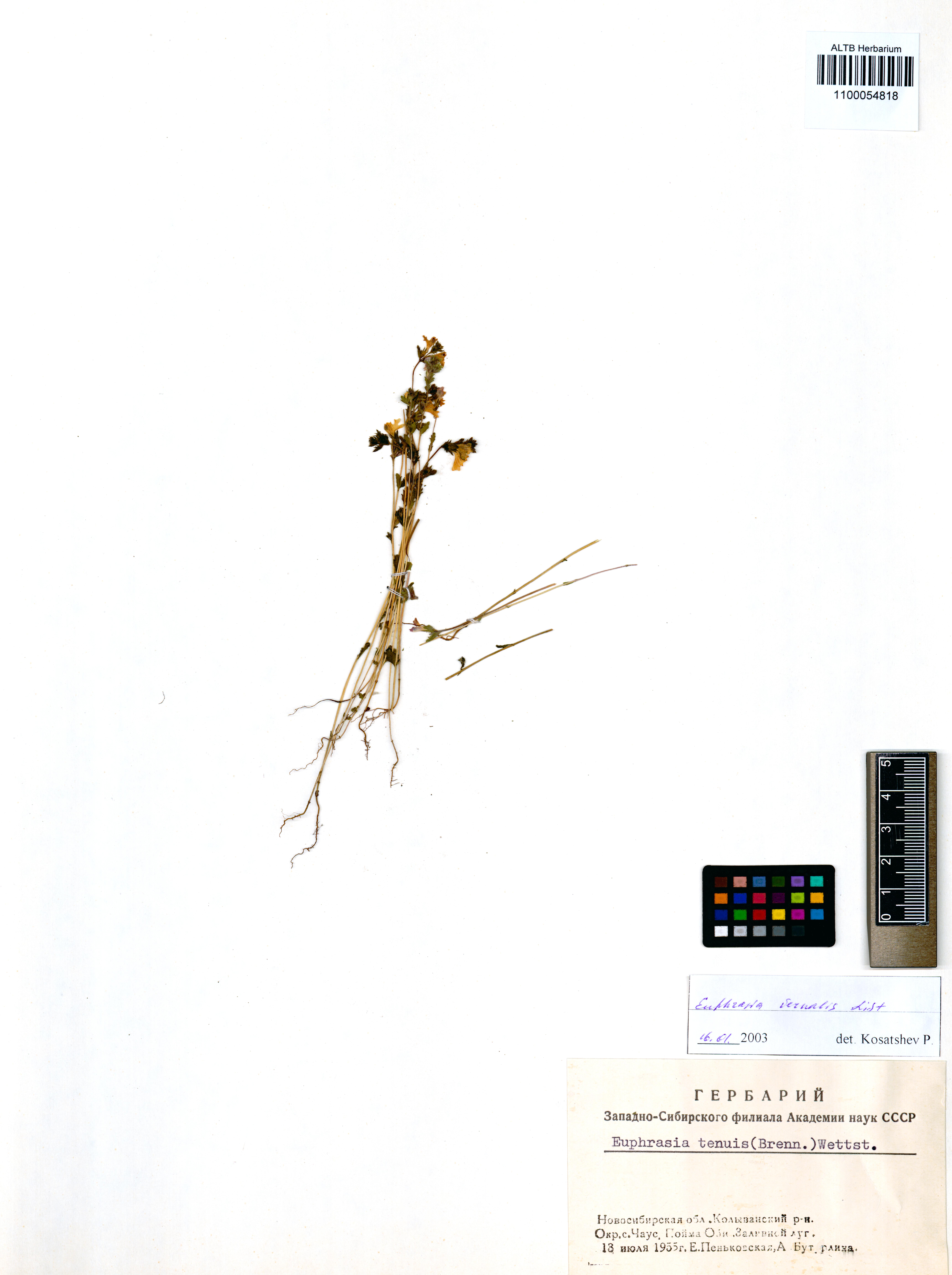 Euphrasia vernalis List