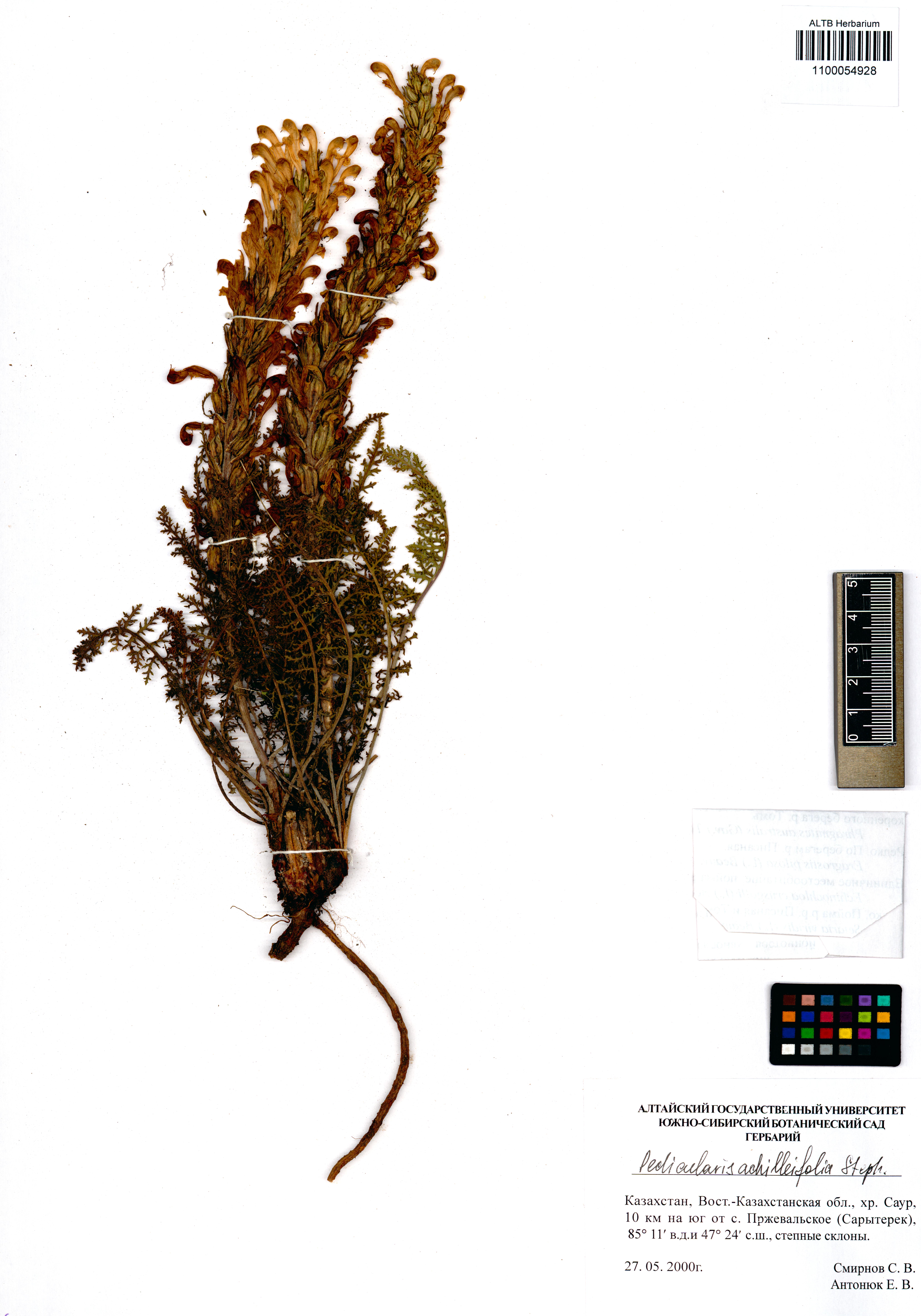 Pedicularis achilleifolia Stephan ex Willd.