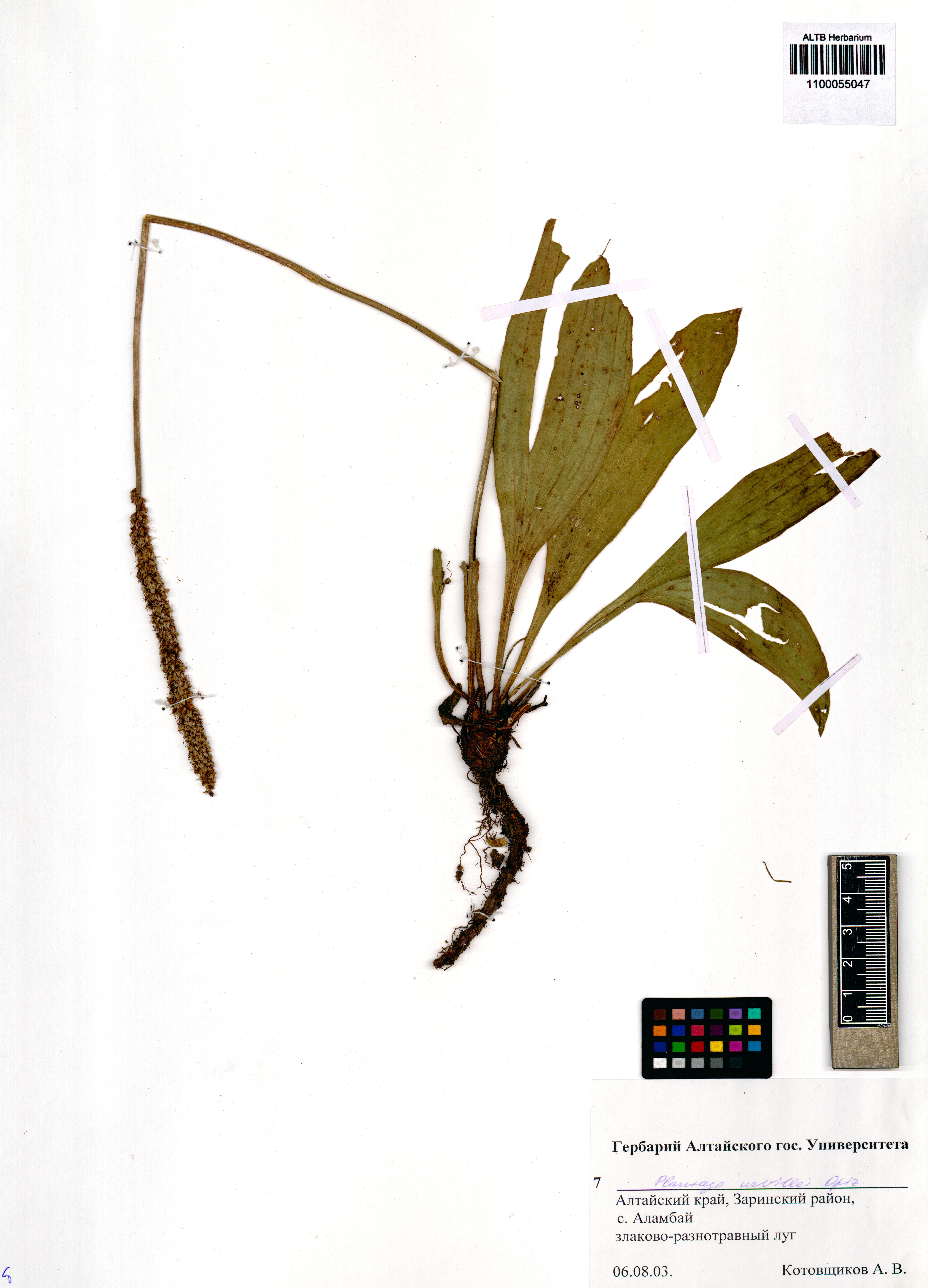 Plantago urvillei Opiz