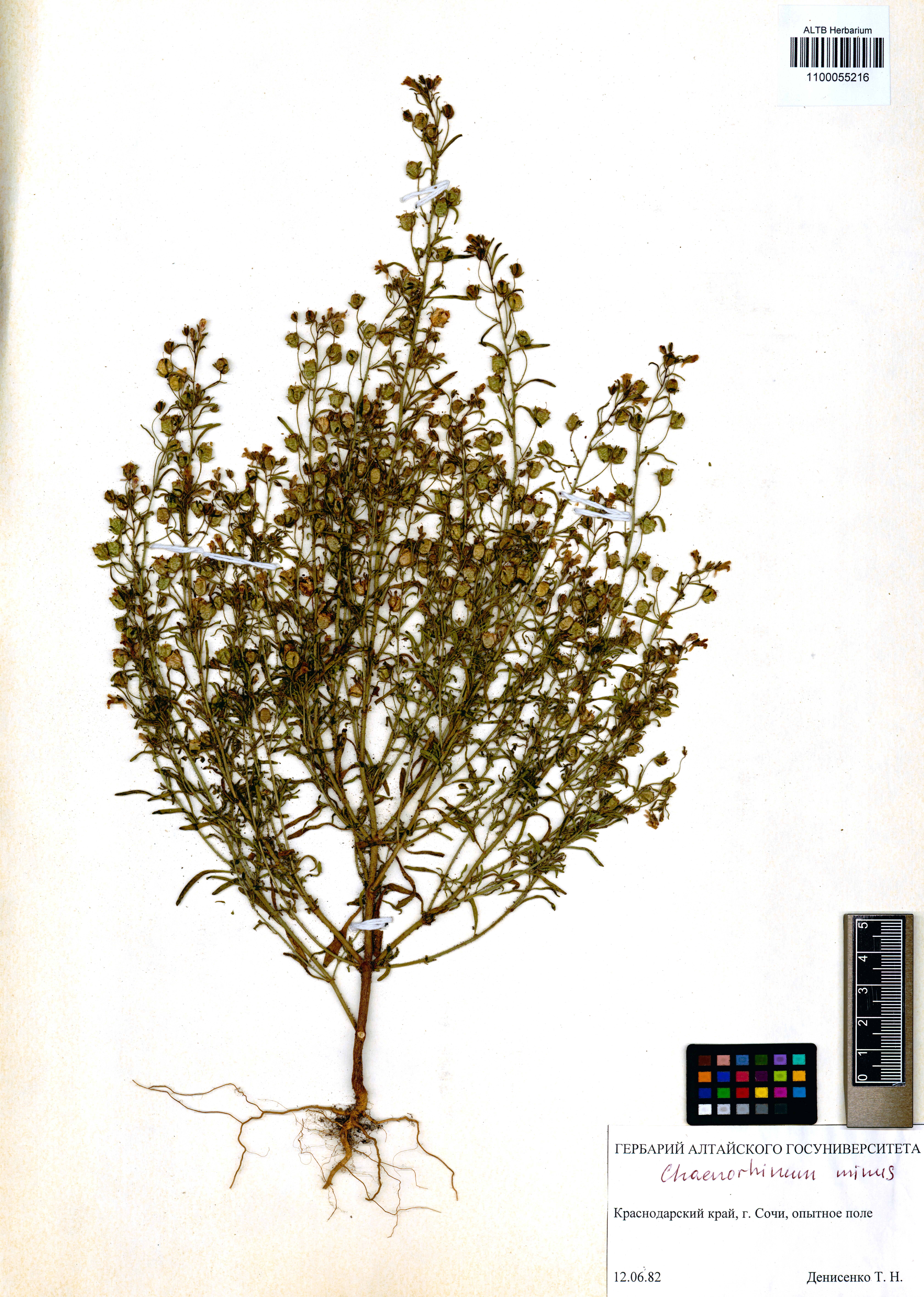 Chaenorhinum minus (L.) Lange