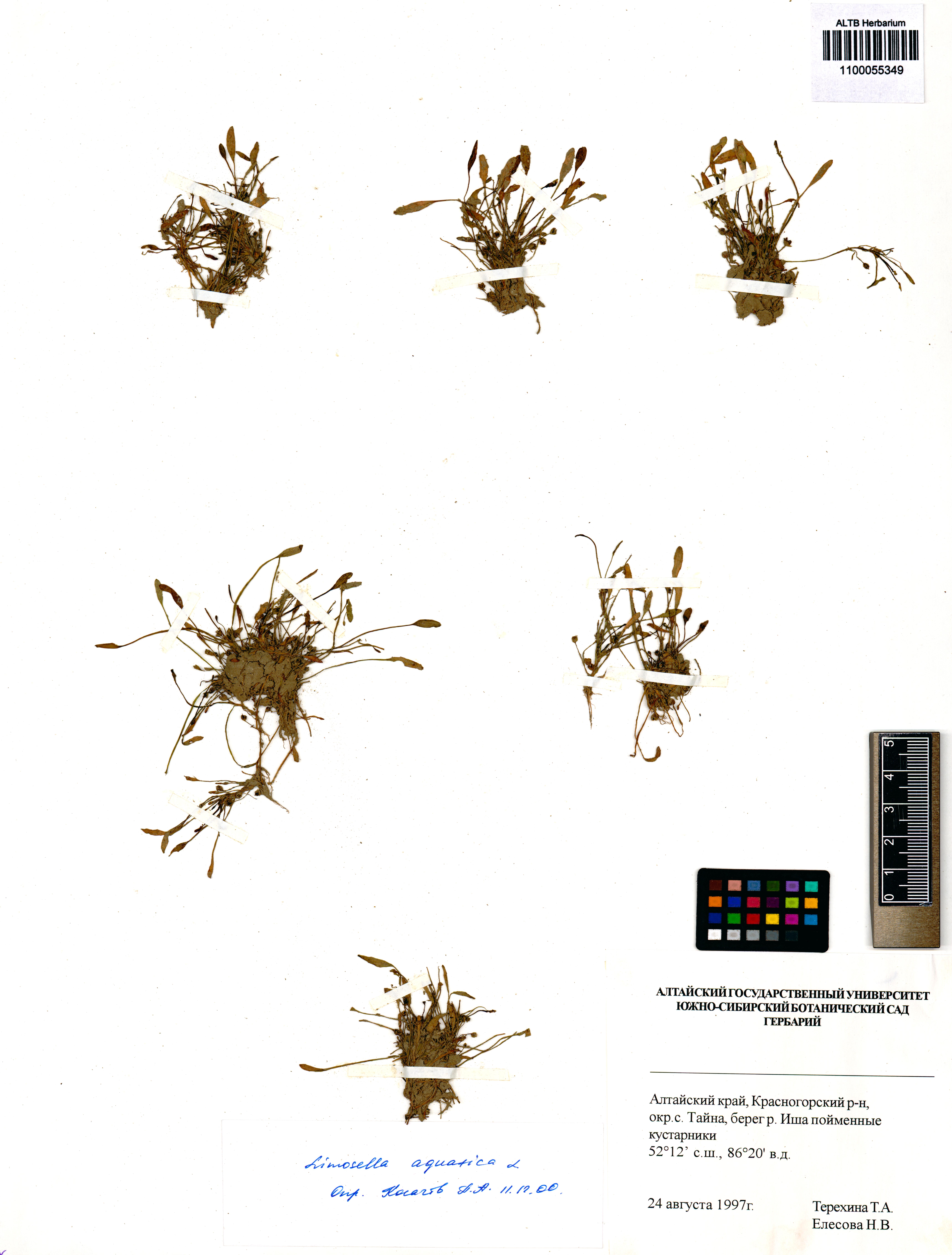 Limosella aquatica L.