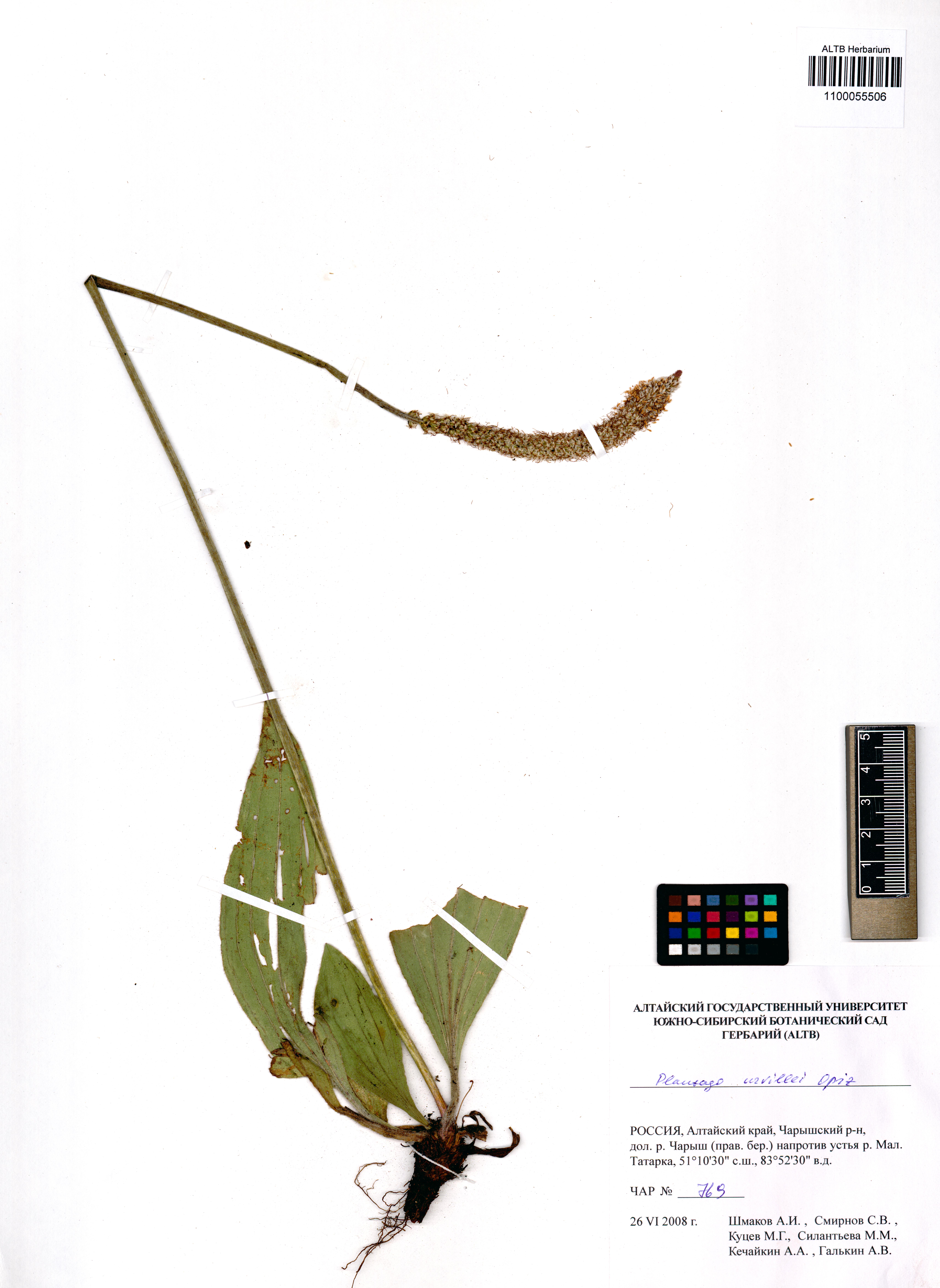 Plantago urvillei Opiz