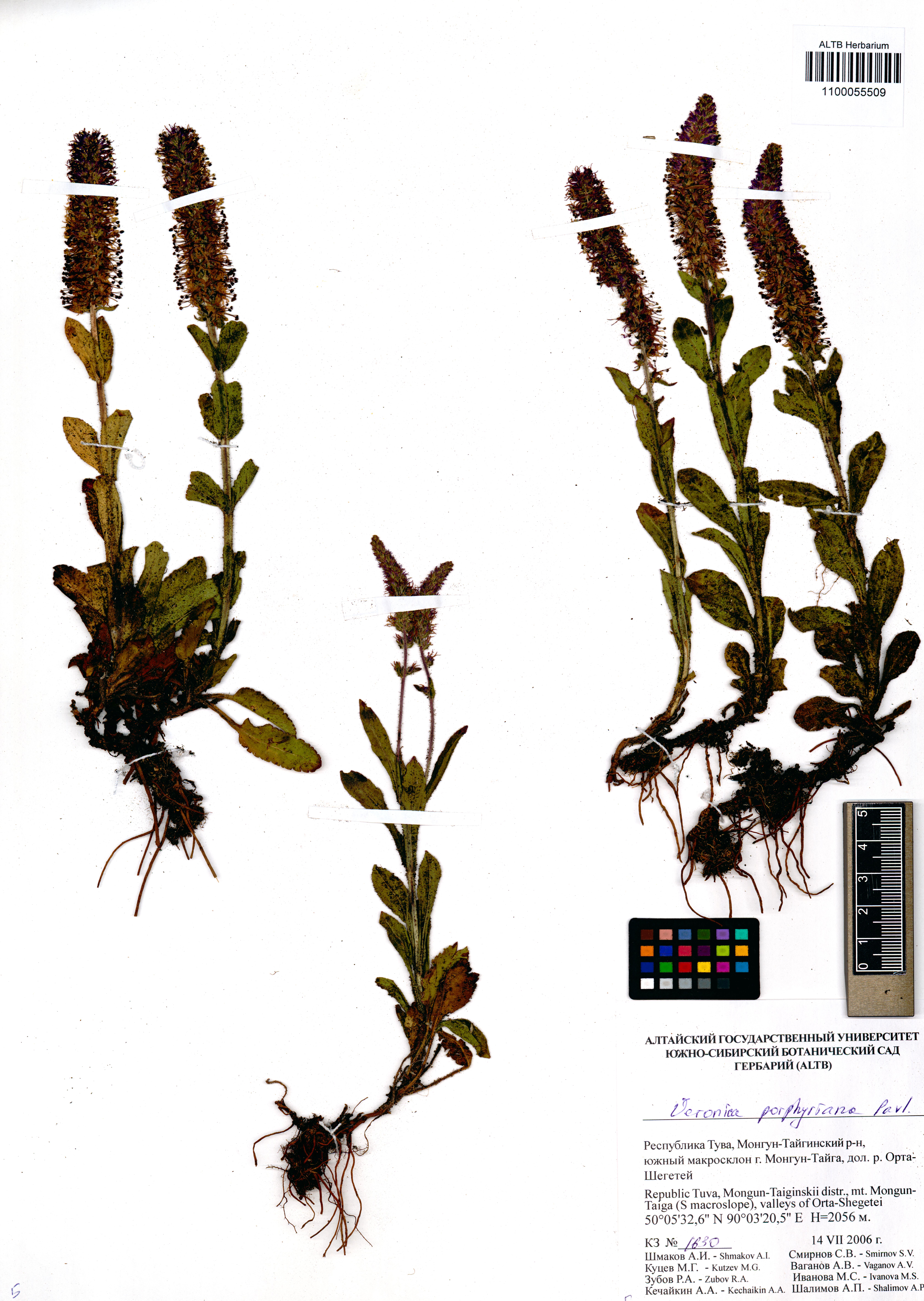 Veronica porphyriana Pavlov