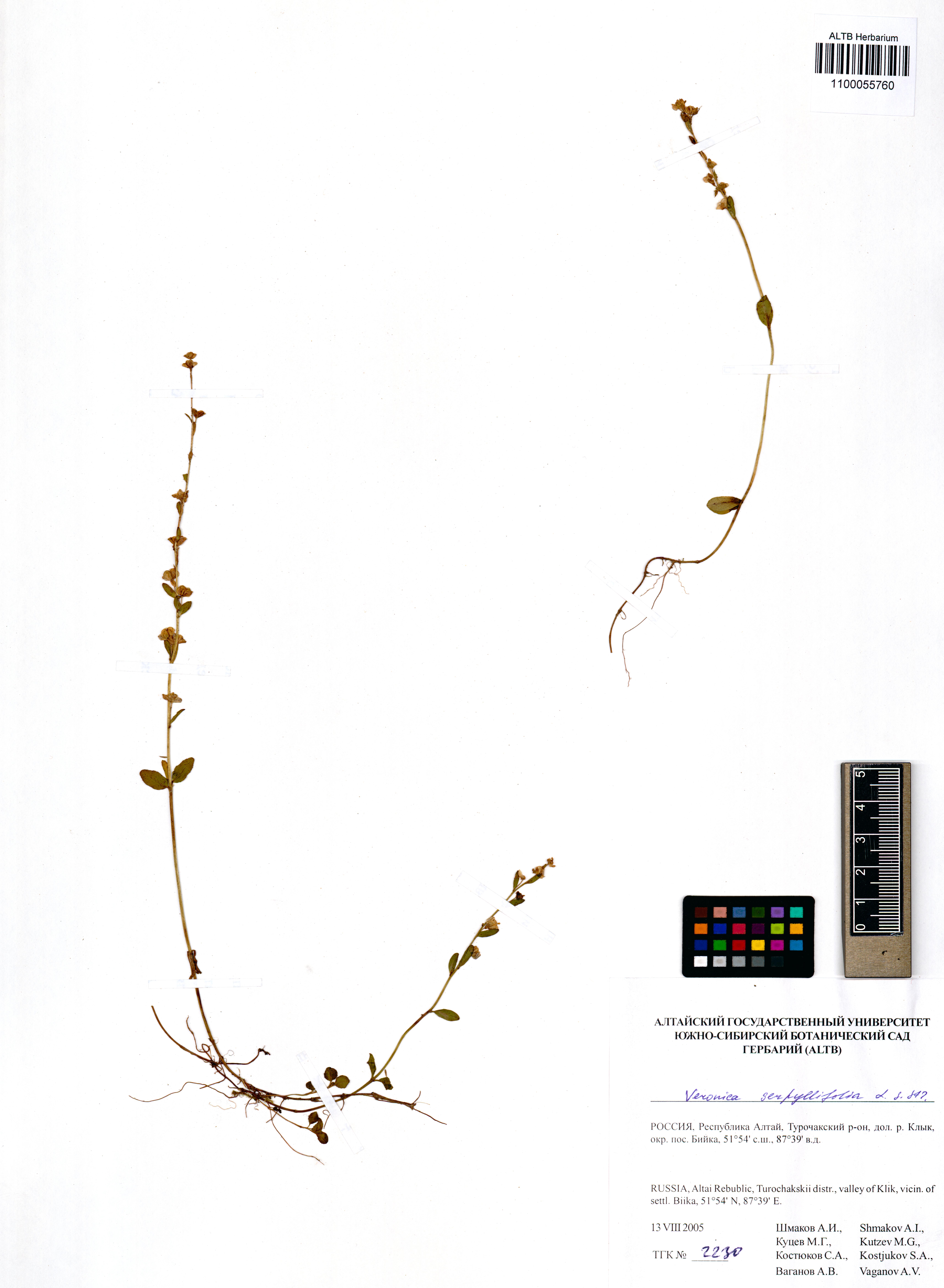 Veronica serpyllifolia L.