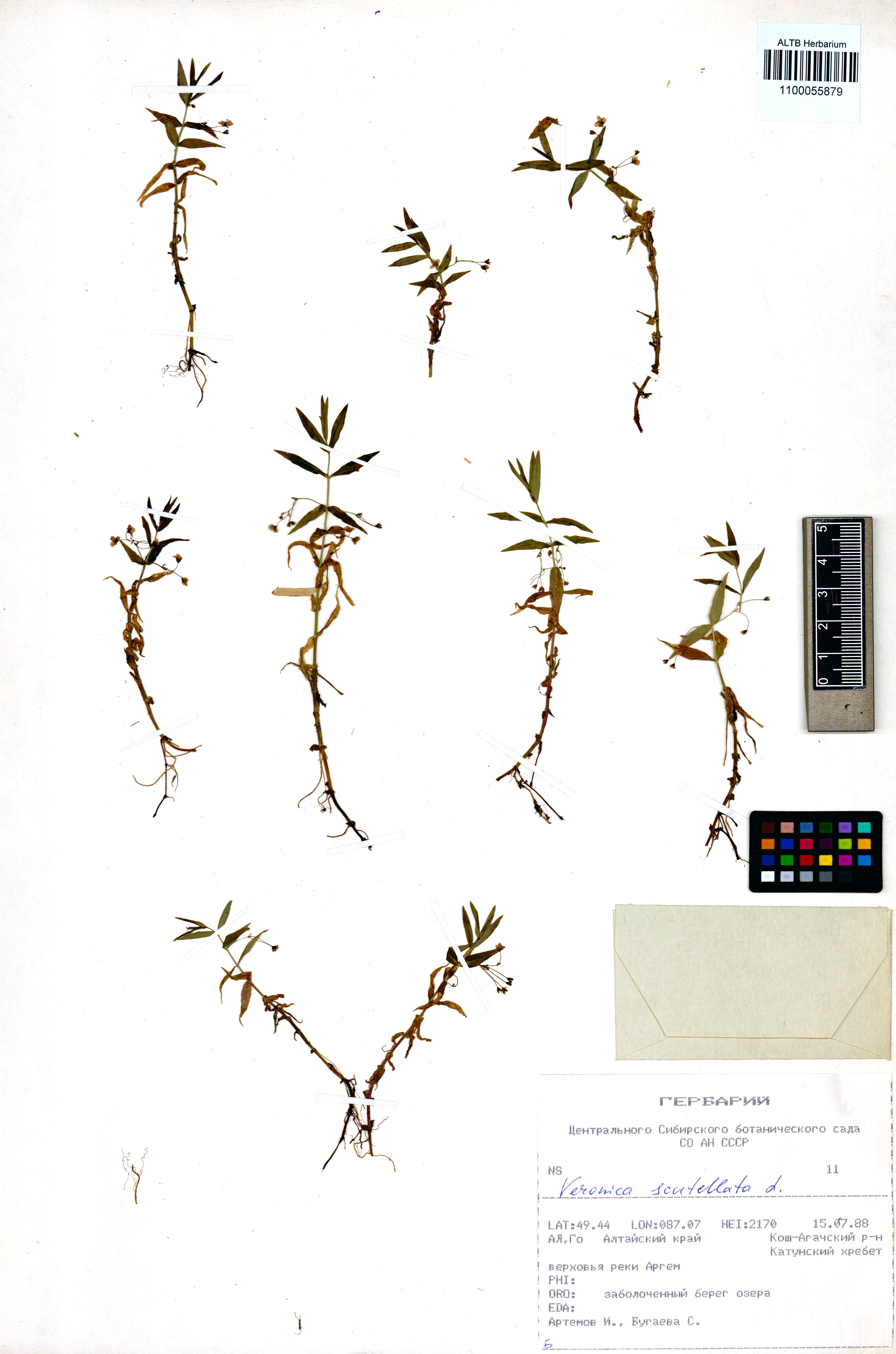 Veronica scutellata L.