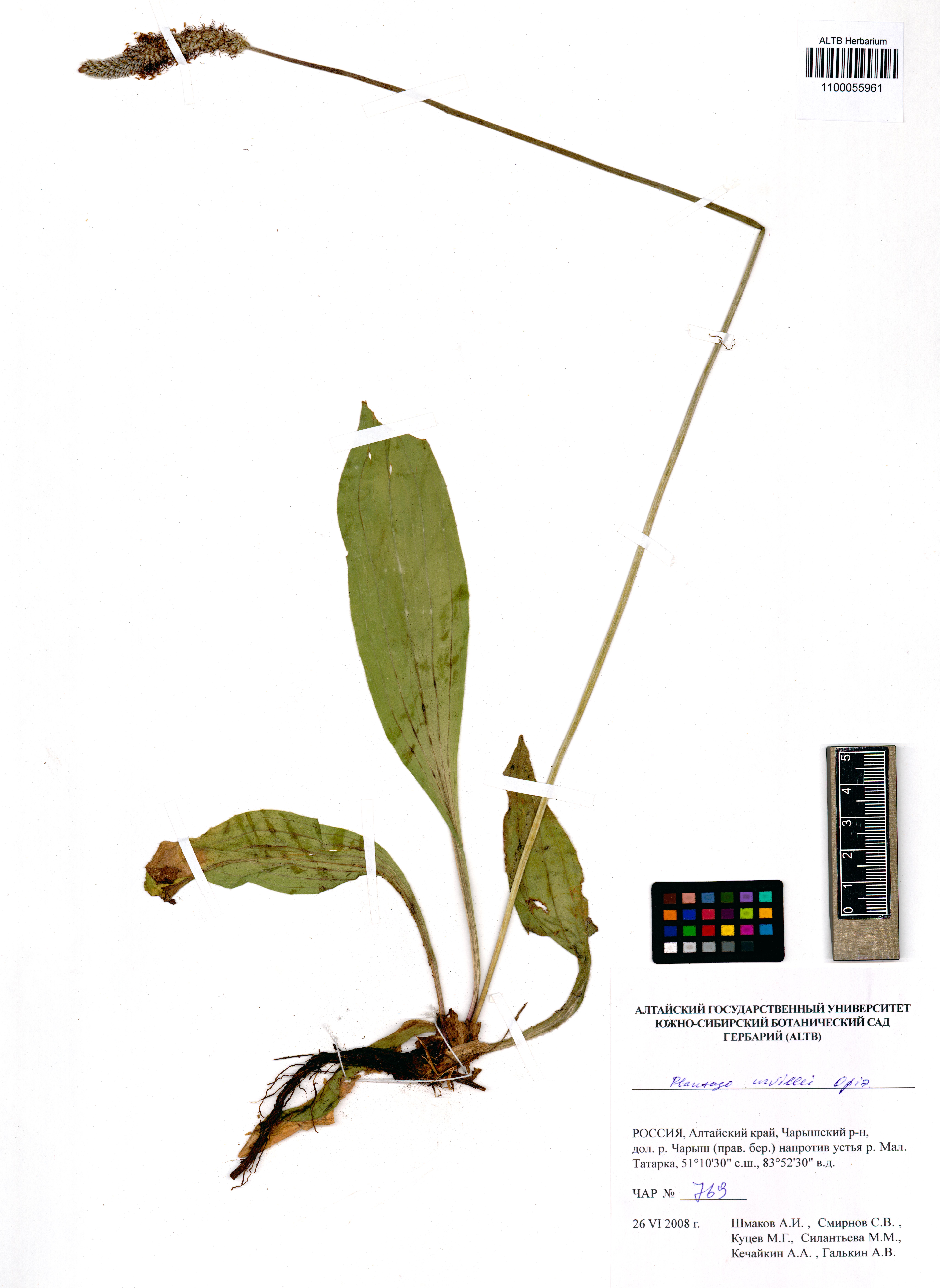 Plantago urvillei Opiz