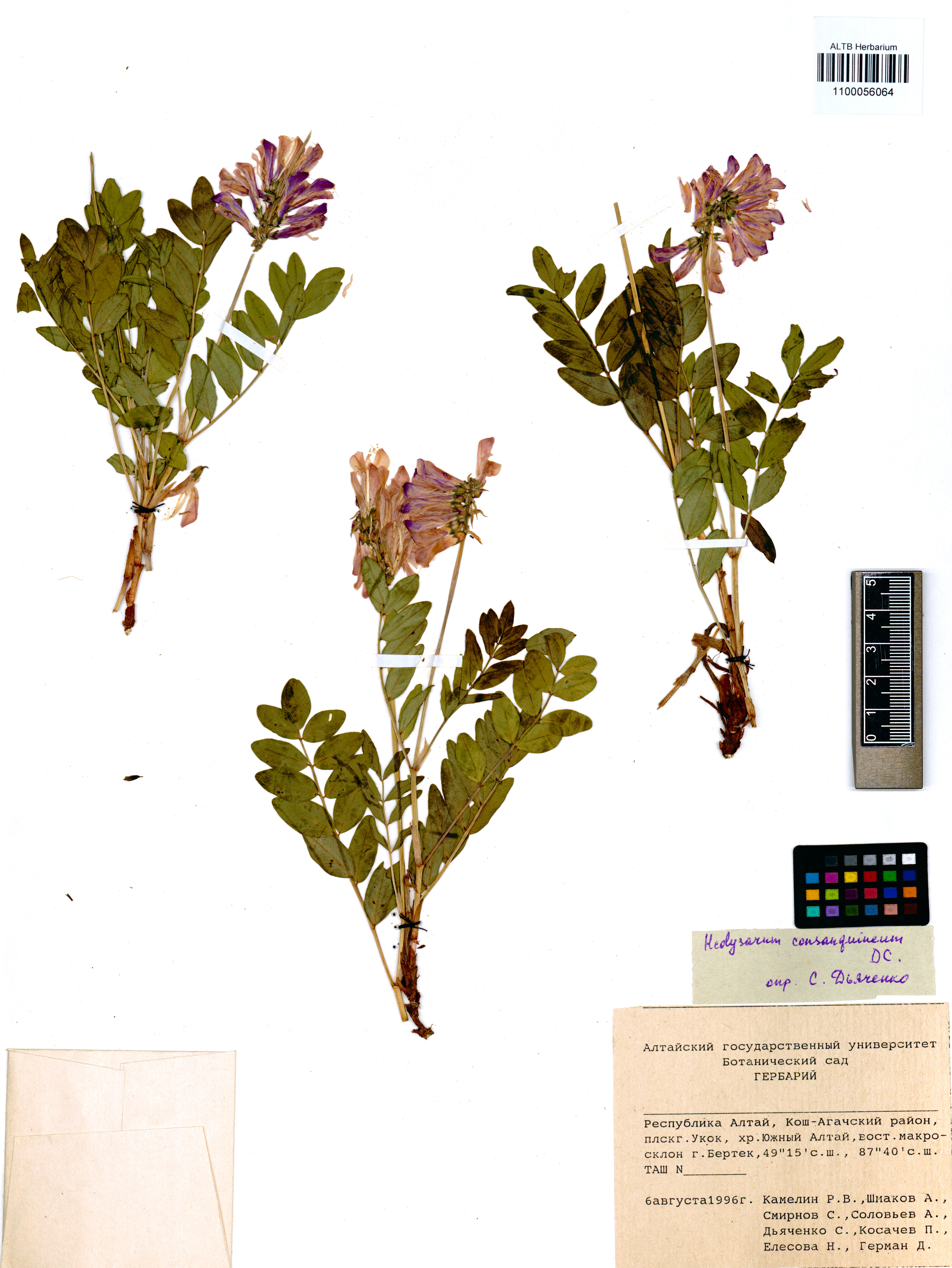 Hedysarum consanguineum DC.
