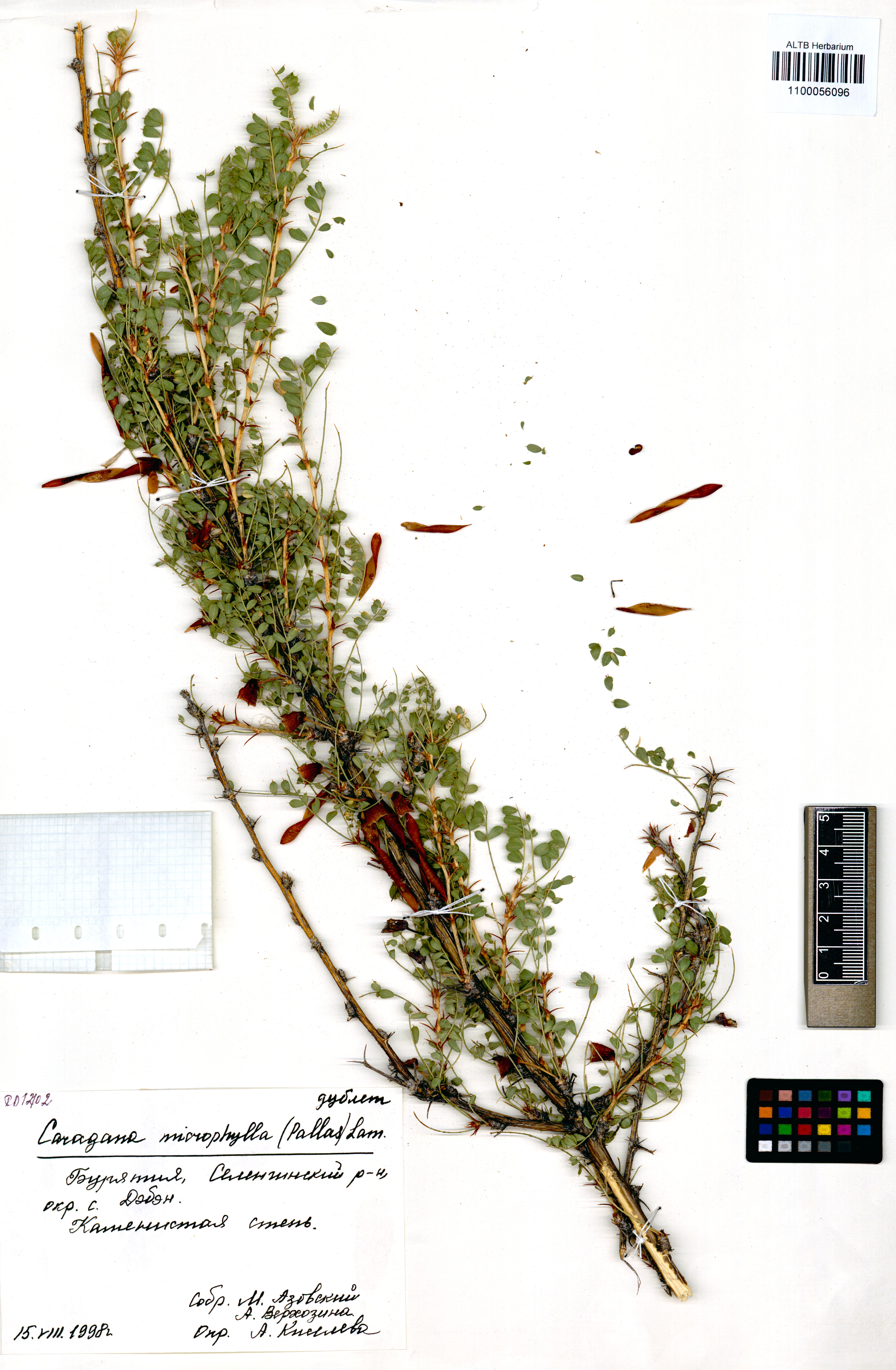 Caragana microphylla Lam.