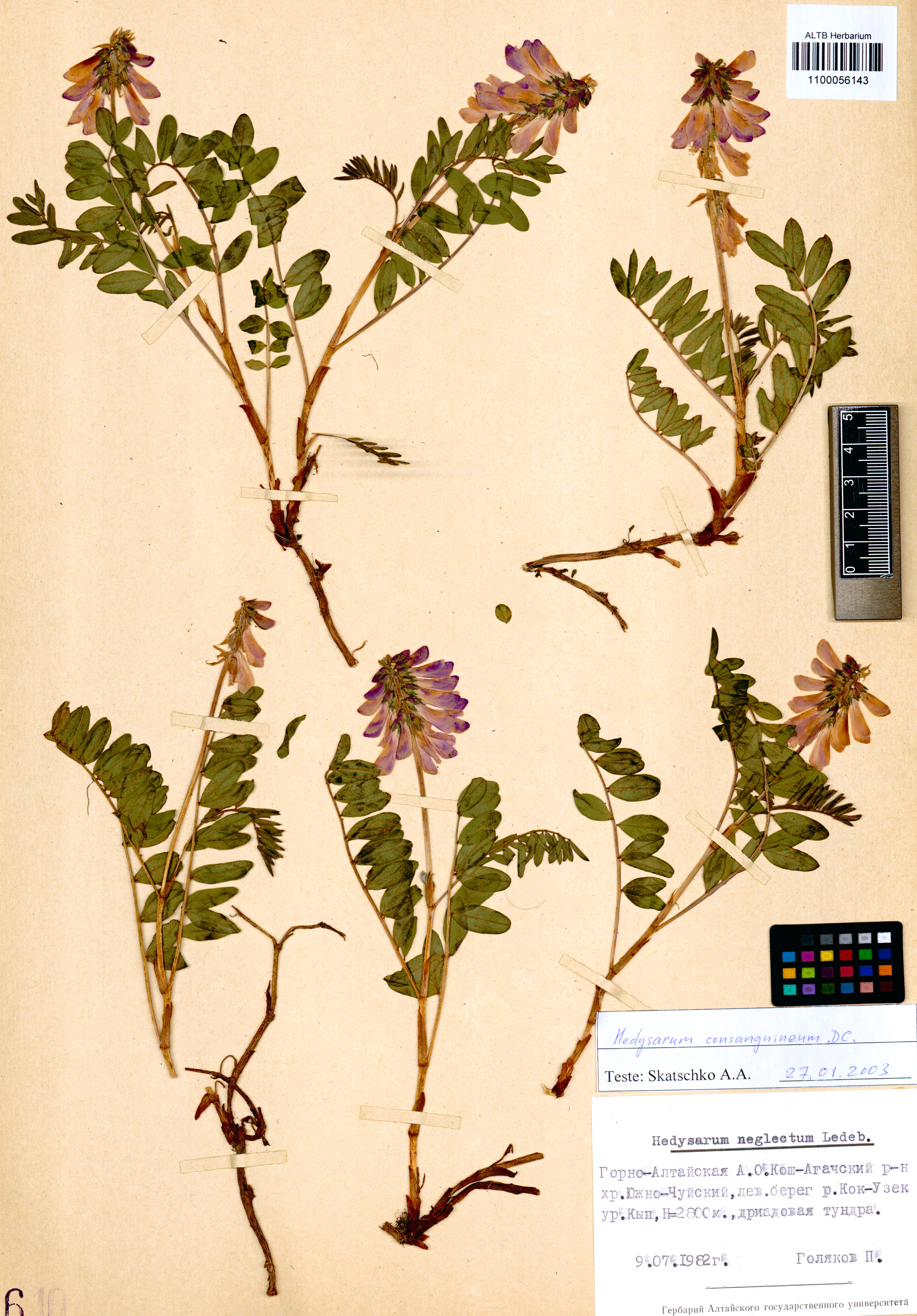 Hedysarum consanguineum DC.