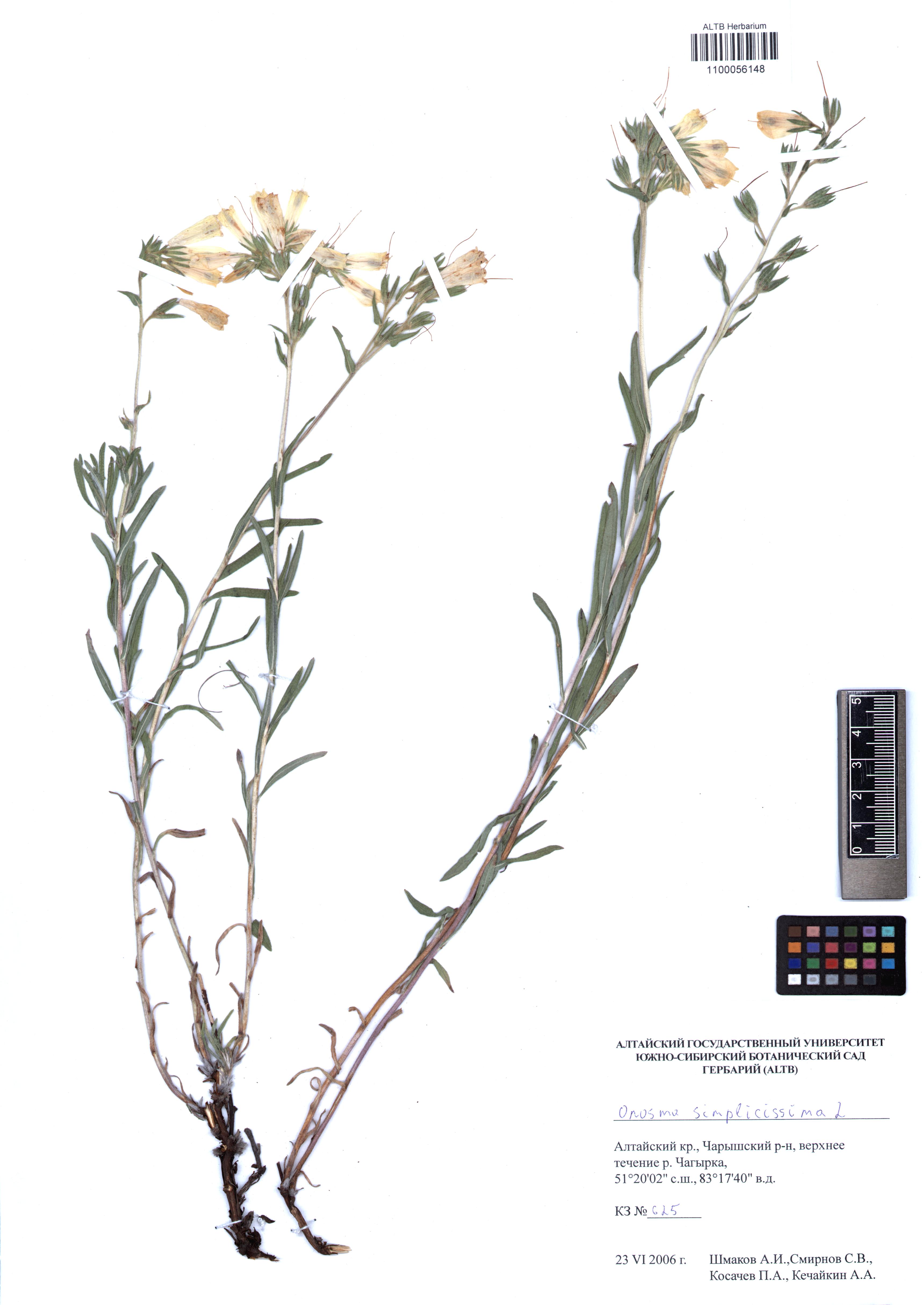 Onosma simplicissima L.