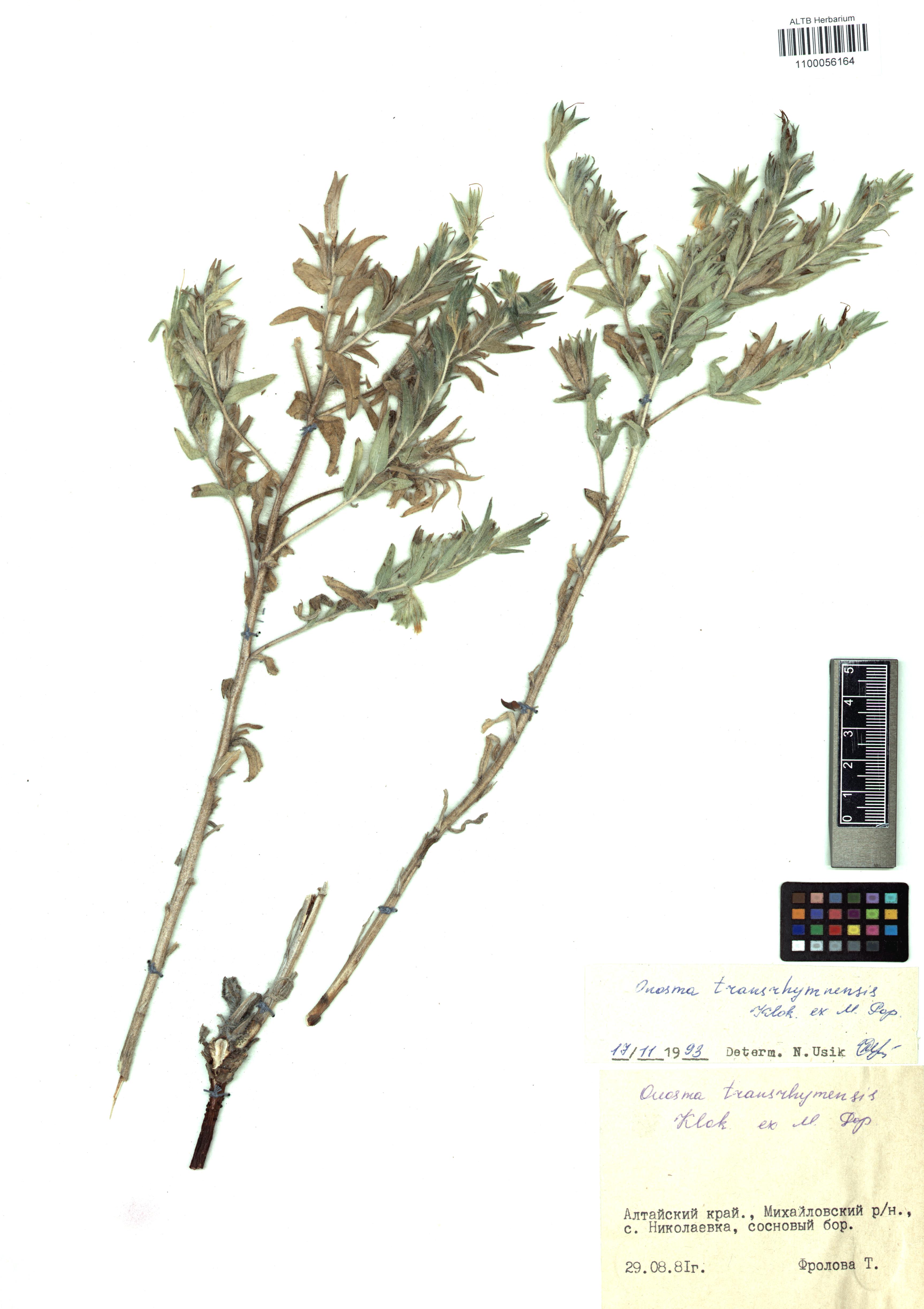 Onosma setosa subsp. transrhymnensis Klokov ex Popov. 