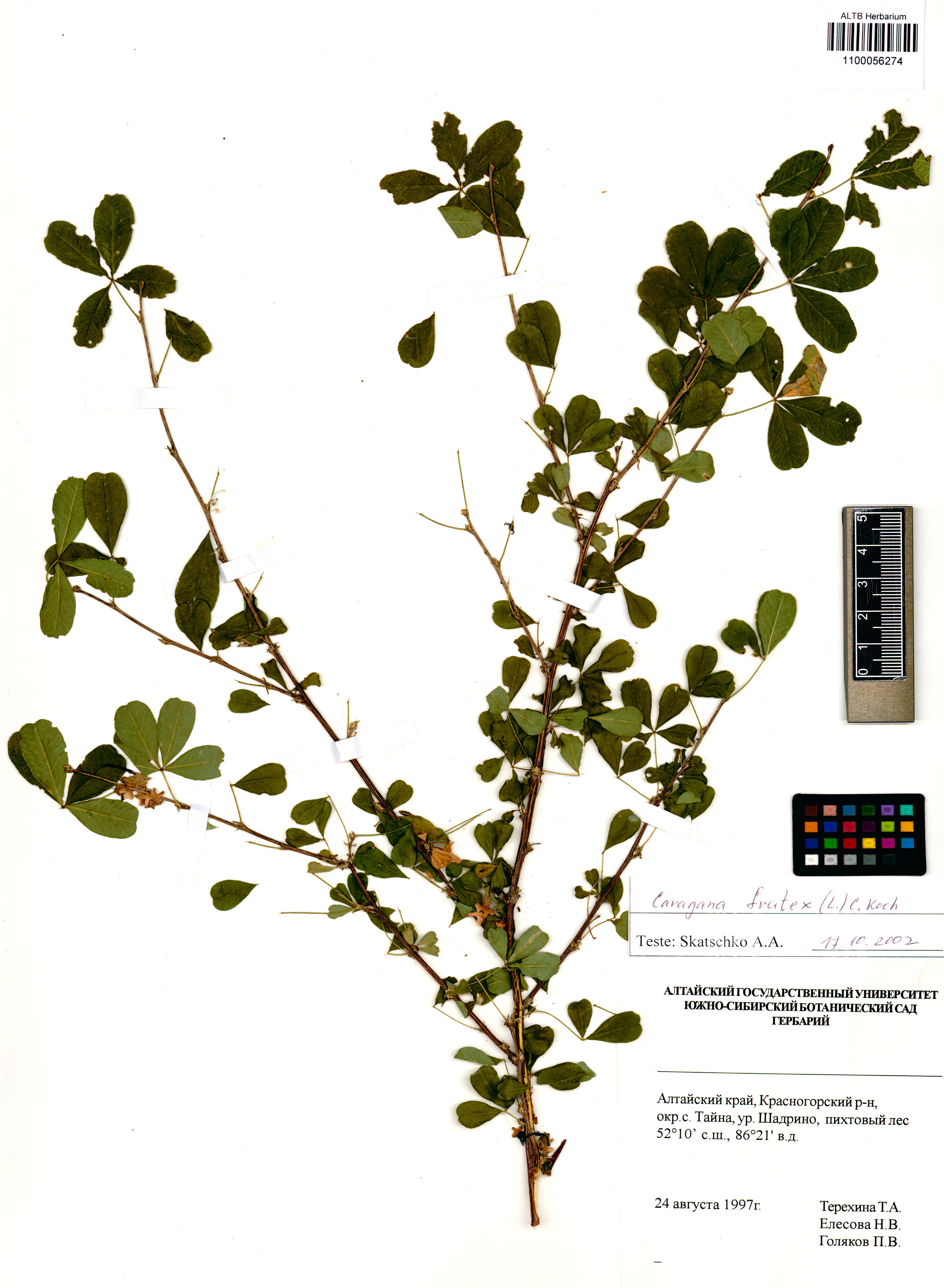 Caragana frutex (L.) K.Koch