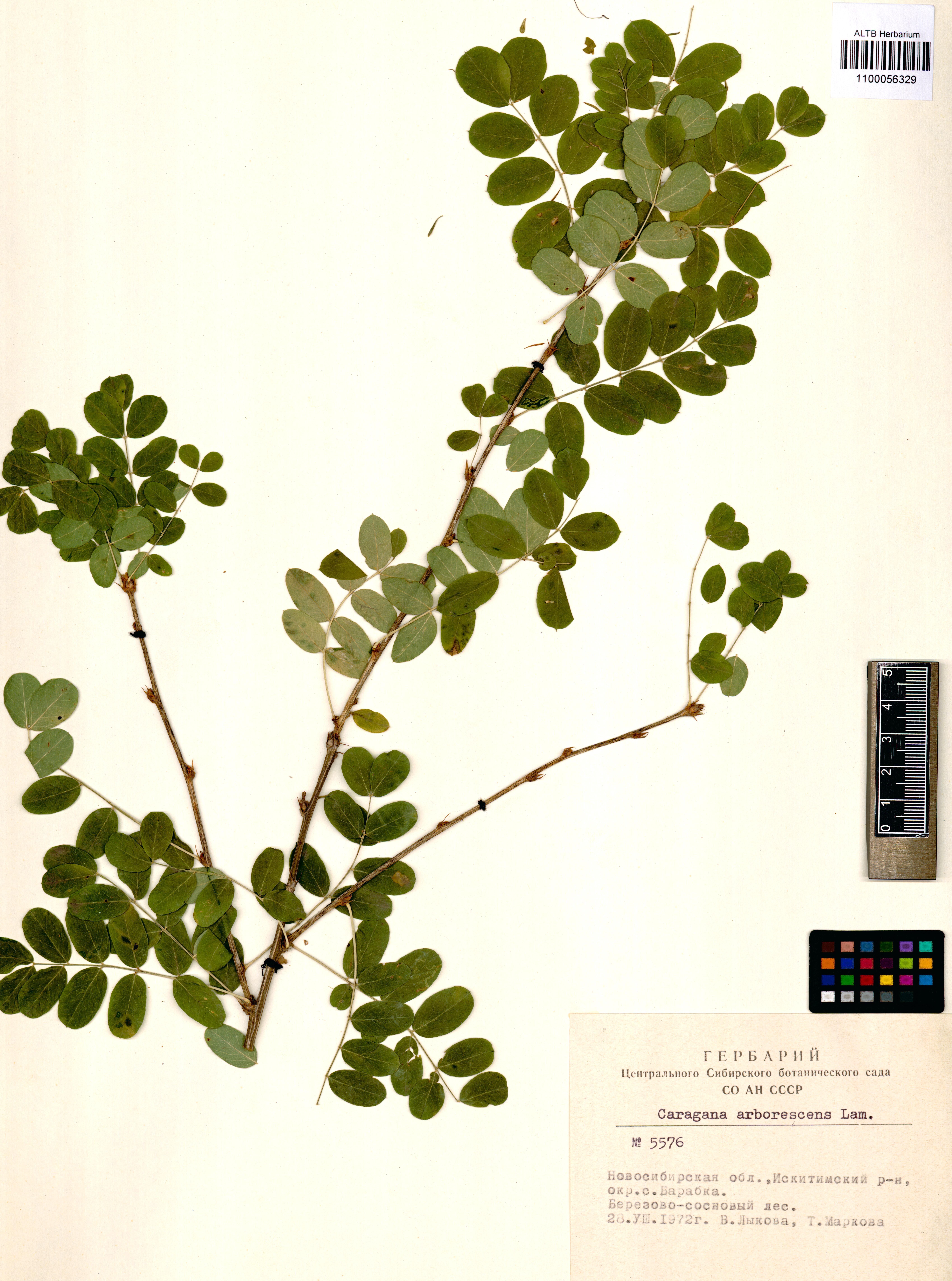 Caragana arborescens Lam.