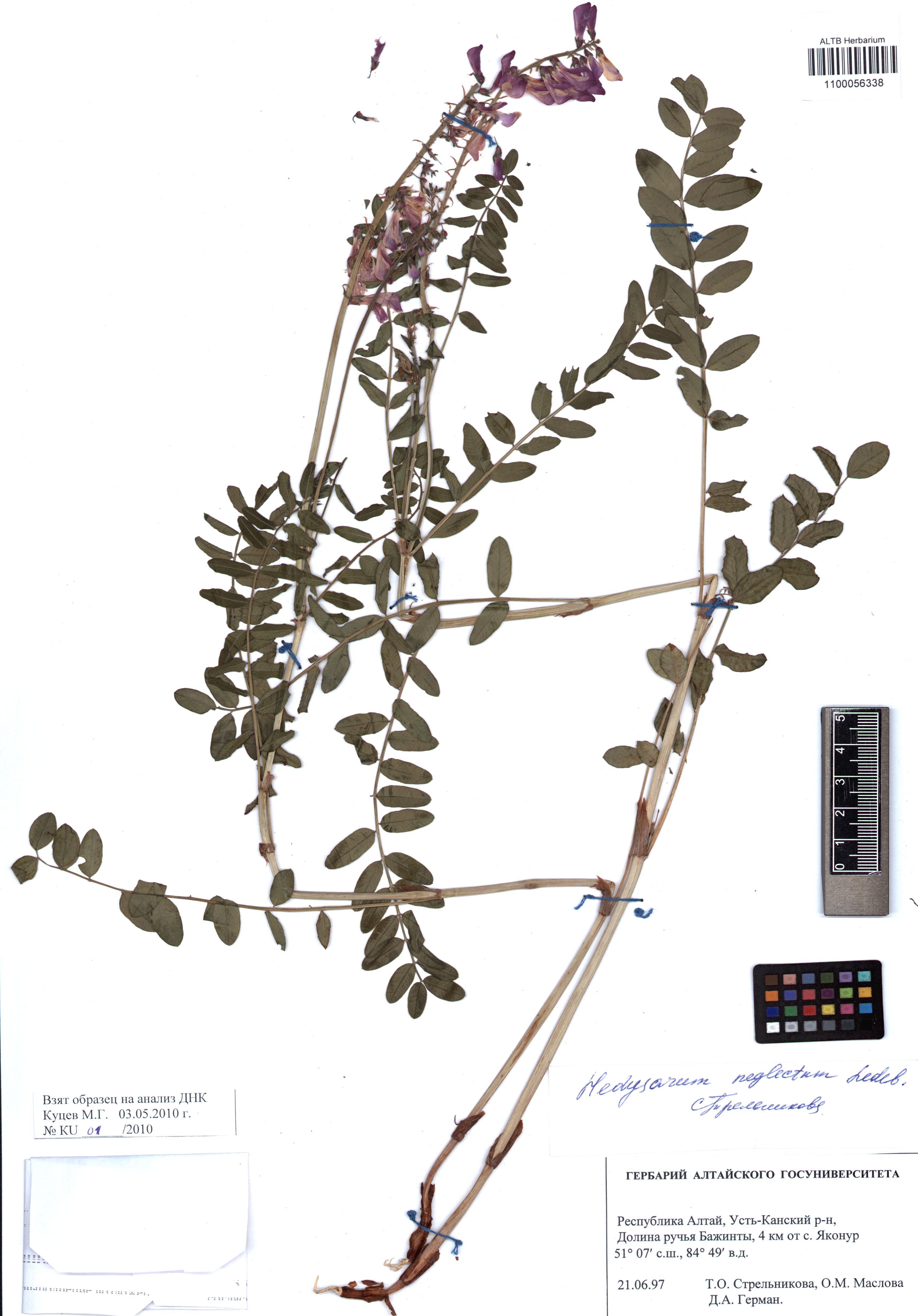 Hedysarum neglectum Ledeb