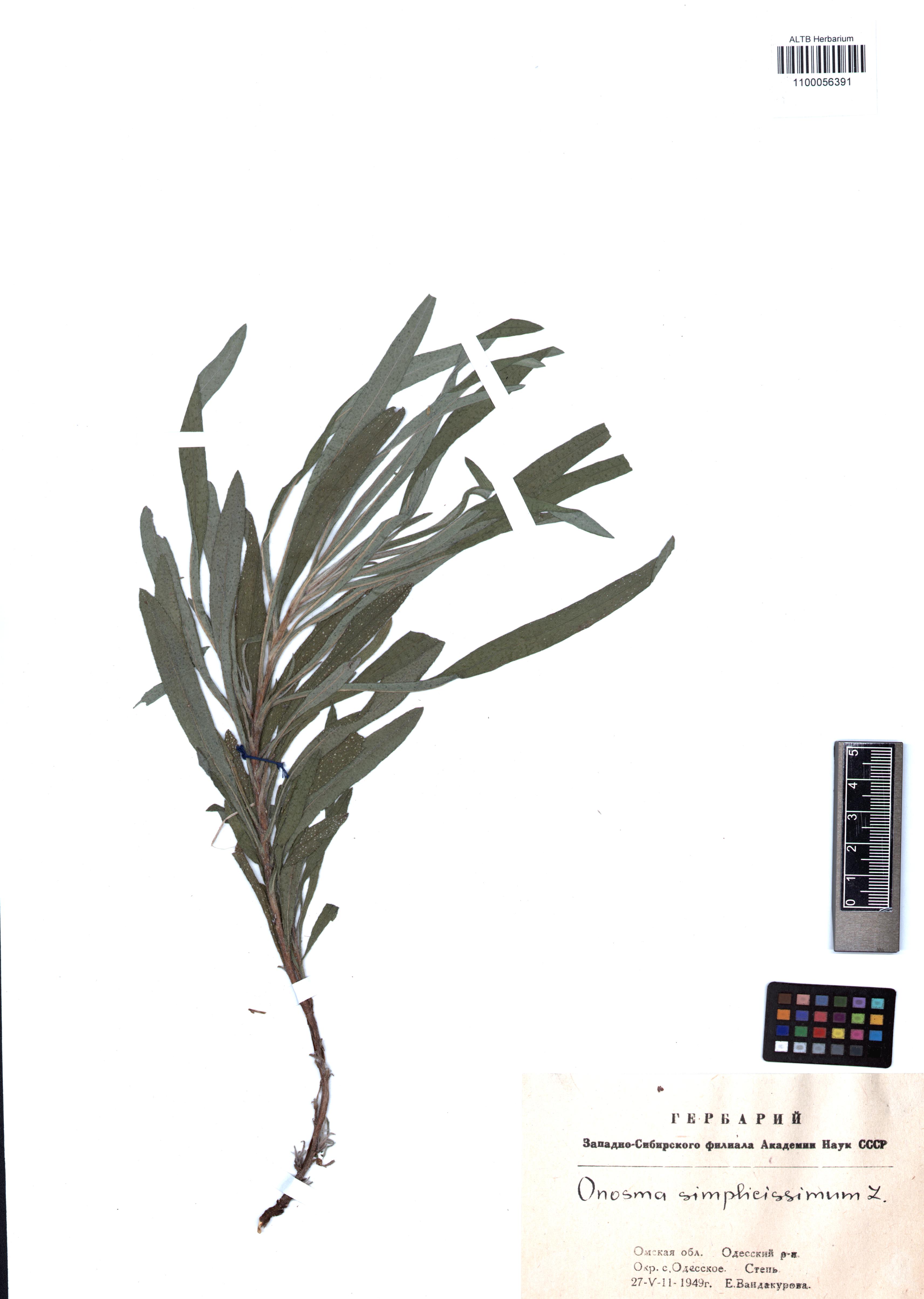 Onosma simplicissima L.